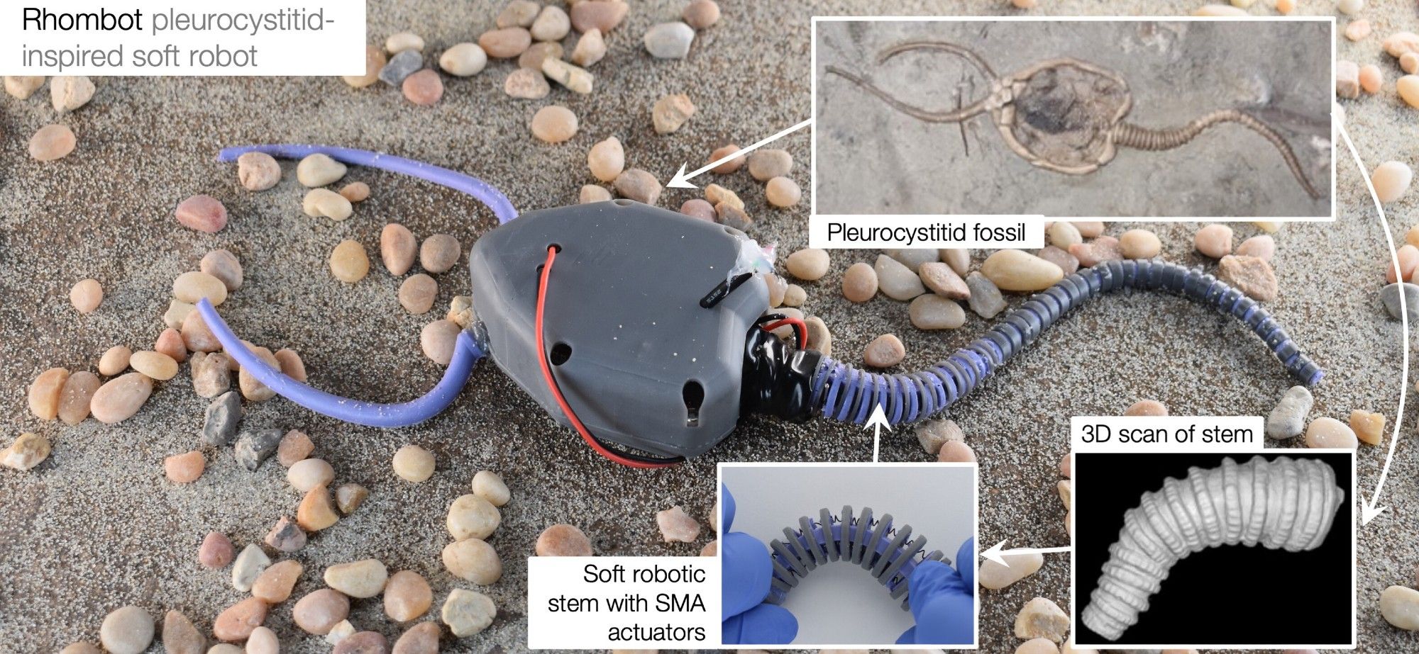 “Rhombot” rhombiferan robot based on morphology of the pleurocystitid. The stem is composed of a soft elastomer embedded with shape memory alloy (SMA) muscle wire for flexural actuation. The soft robot stem is designed based on 3D scans from pleurocystitid fossils.