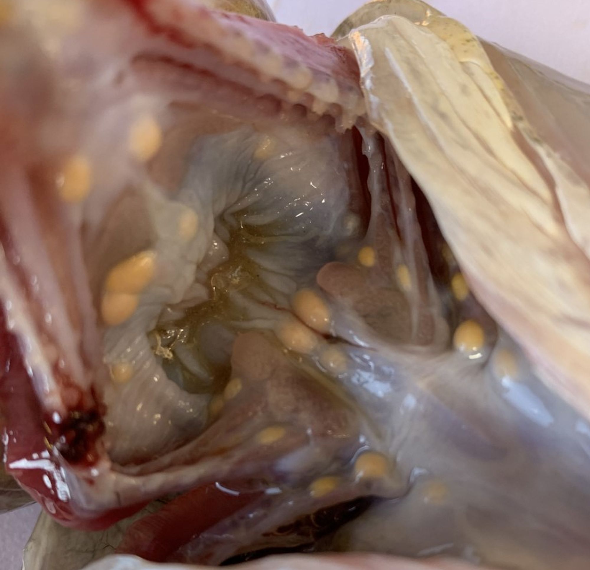 Helicodidymozoon helicis flukes in the buccal cavity of a dusky flathead (Platycephalus fuscus).