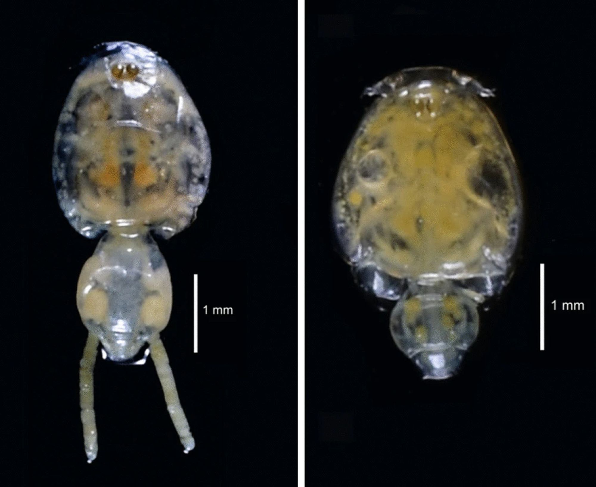 Left: A female Anchicaligus nautili copepod, Right: A male Anchicaligus nautili copepod