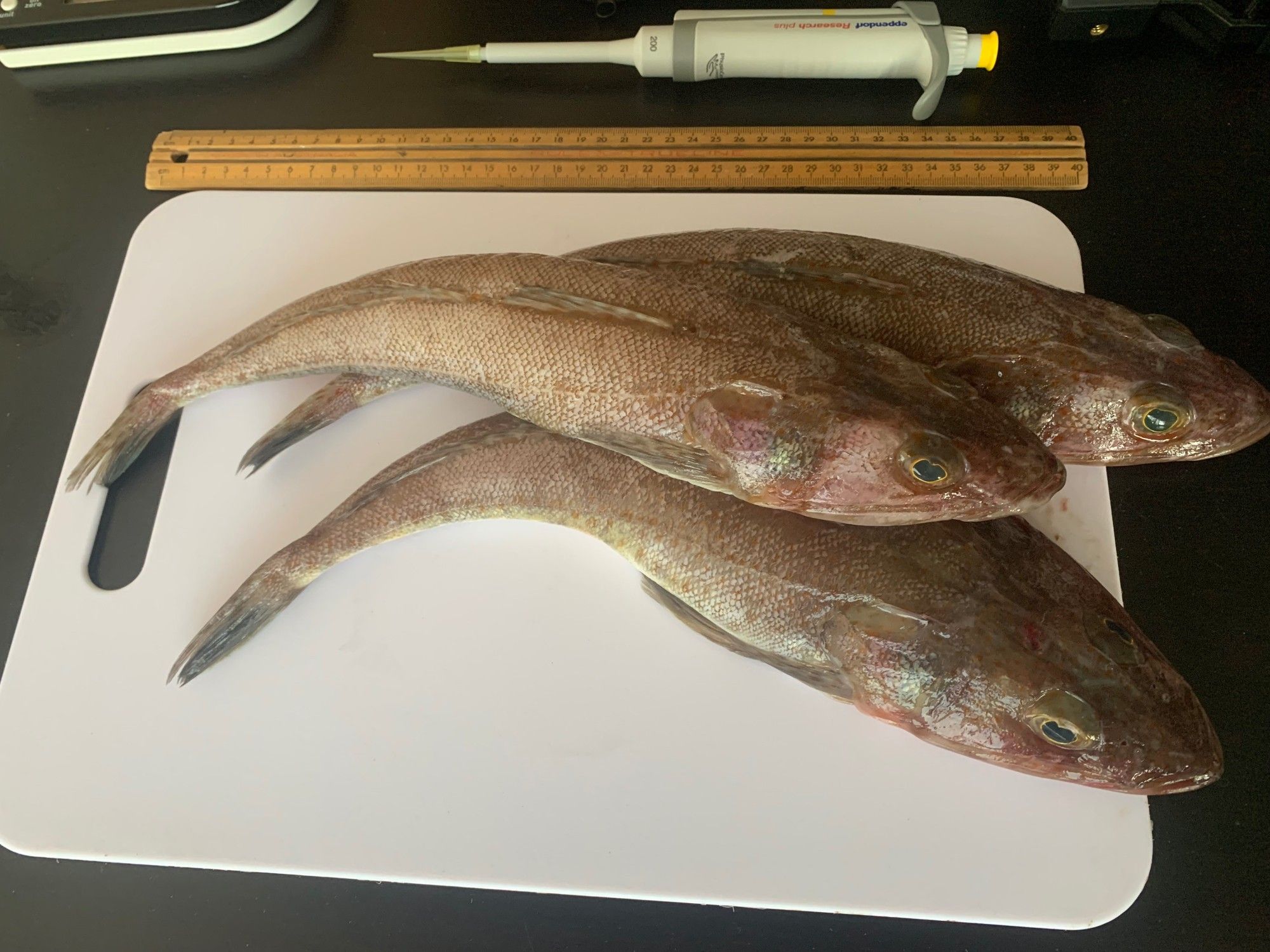 Three tiger flatheads (Platycephalus richardsoni) on a chopping board with a ruler and mechanical pipette in the background.