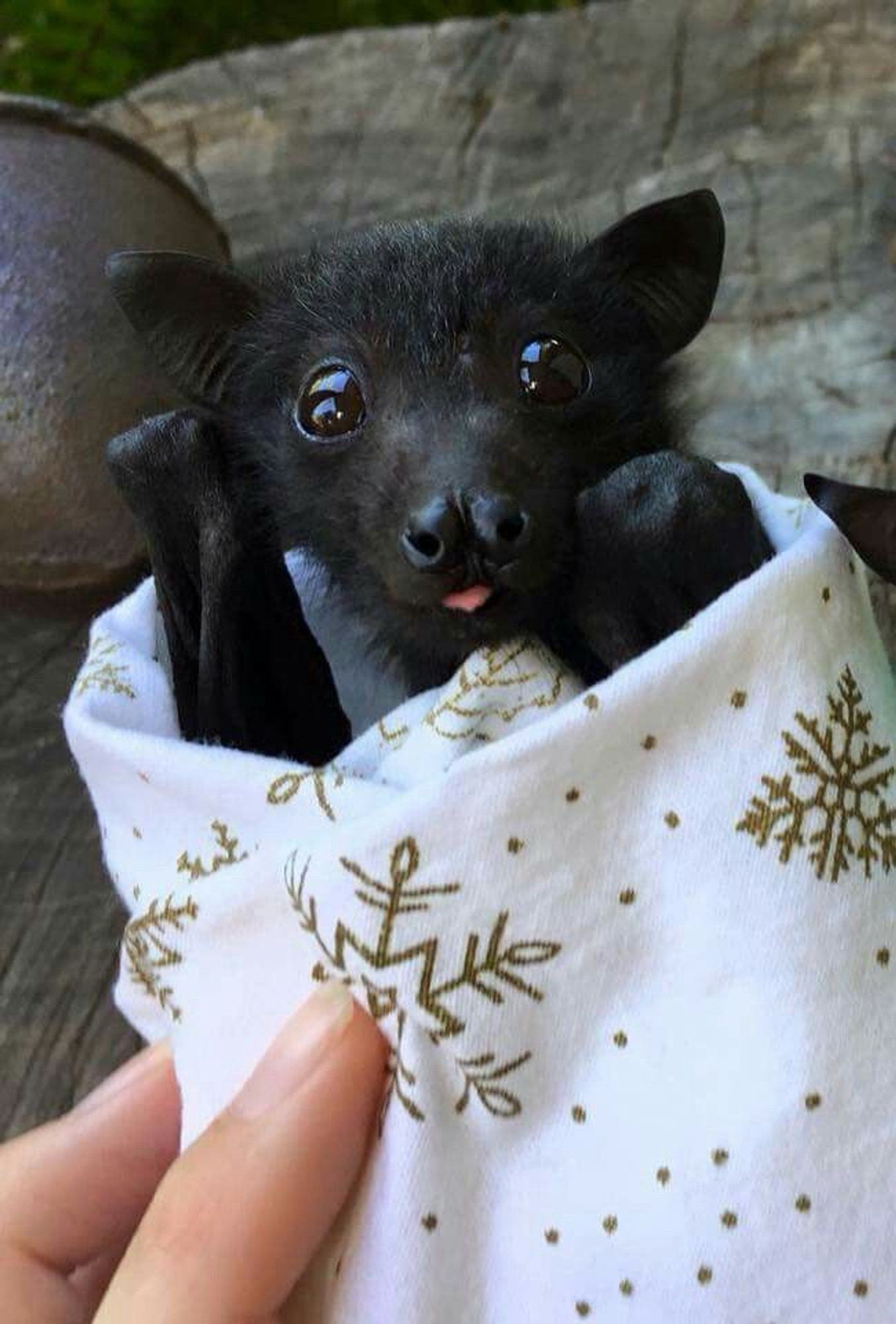 A bat going blep