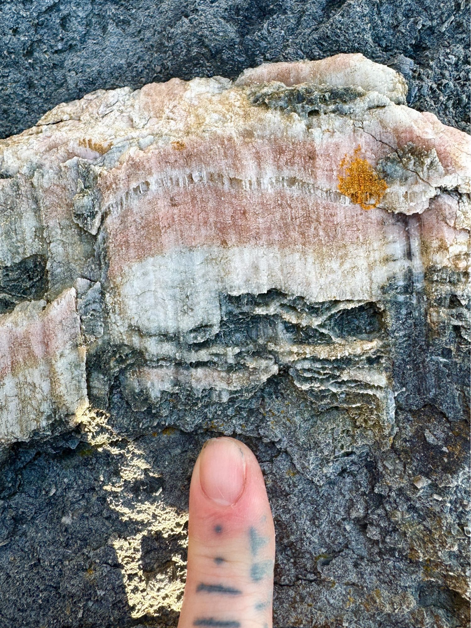 Photo showing a close up of a fault plane in some greyish blue coloured Carboniferous limestone with fibrous calcite growth. The calcite shows alternating stripes of colour between white and pastel pink. Slickenfibres form due to the fibrous growth of minerals (like quartz and calcite etc) during fault movement parallel to the direction of slip, therefore they can be useful palaeostress indicators. Faults usually form during periods of tectonic activity like earthquakes, volcanism and orogenies etc. There’s an index finger at the bottom centre with tattooed scale bar - lines and dots 5mm apart. Blackhall limestone, LLF, Fife.