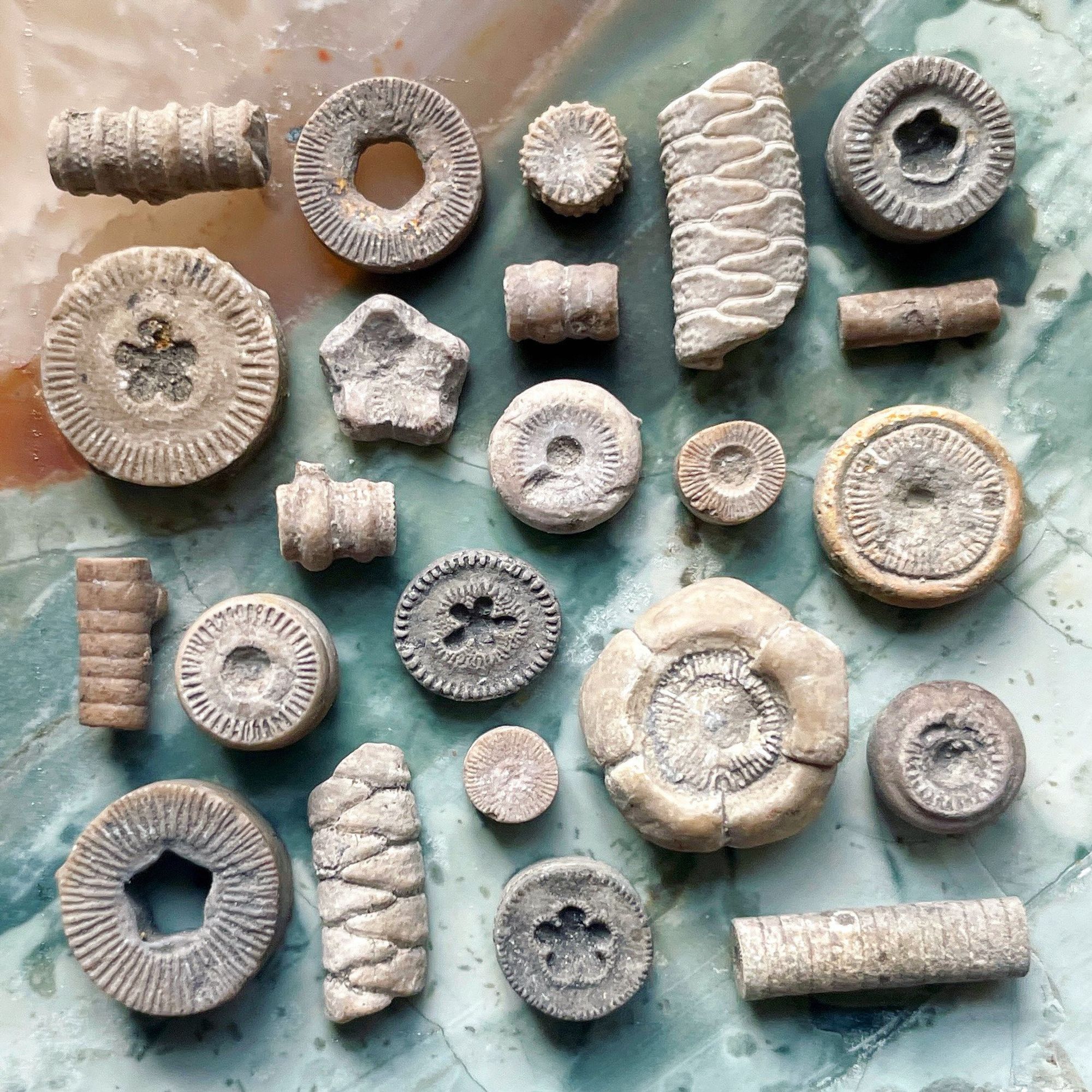 Image showing a selection of 330 million year old fossil crinoid parts arranged into a 40mm x 40mm square. Fossils from Fife, Scotland. The crinoids are varied in shape and size and resemble nuts and bolts. Some are circular (individual ossicles/columnals), some circular with holes in the middle like polo mints, and some cylindrical shaped stem pieces. Some of the disc ones have star shaped centres. This is the lumen/axial canal which would have housed the animals nervous system etc. The background is a piece of agate from Germany which is pale blueish green in colour.