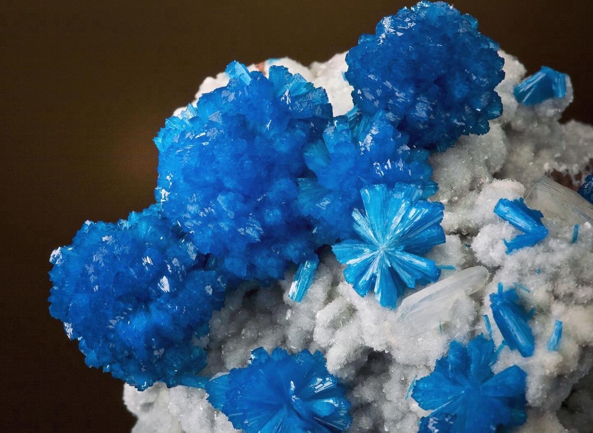 Image from rocks.com - The Arkenstone. Showing a close up of vibrant blue cavansite on stilbite from Wagholi Quarry, Maharashtra, India. Dimensions: 7.7 x 7.3 x 7.2 cm. Ex. Greg Kitt collection. 
The cavansite shows radial arranged clusters of elongated crystals and minor isolated crystals. The blue contrasts well against the white stilbite.