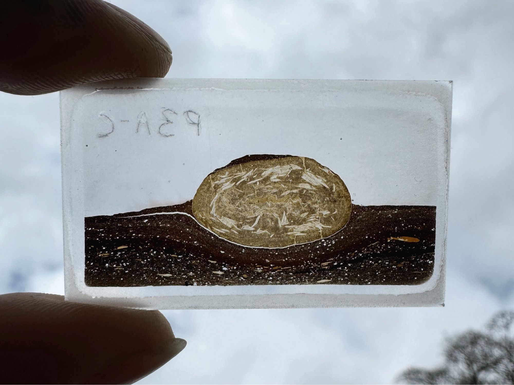 Photo showing a thin section slide of a Carboniferous coprolite on matrix from Fife. To make a thin section, the rock is cut super thin, mounted on a glass slide and ground down to 0.03mm thickness (also occasionally impregnated with resin) - this means it can be analysed using a petrographic (polarising) microscope, where we can use the optical properties of minerals to aid in their ID, as well as getting detailed information on the microstructure.