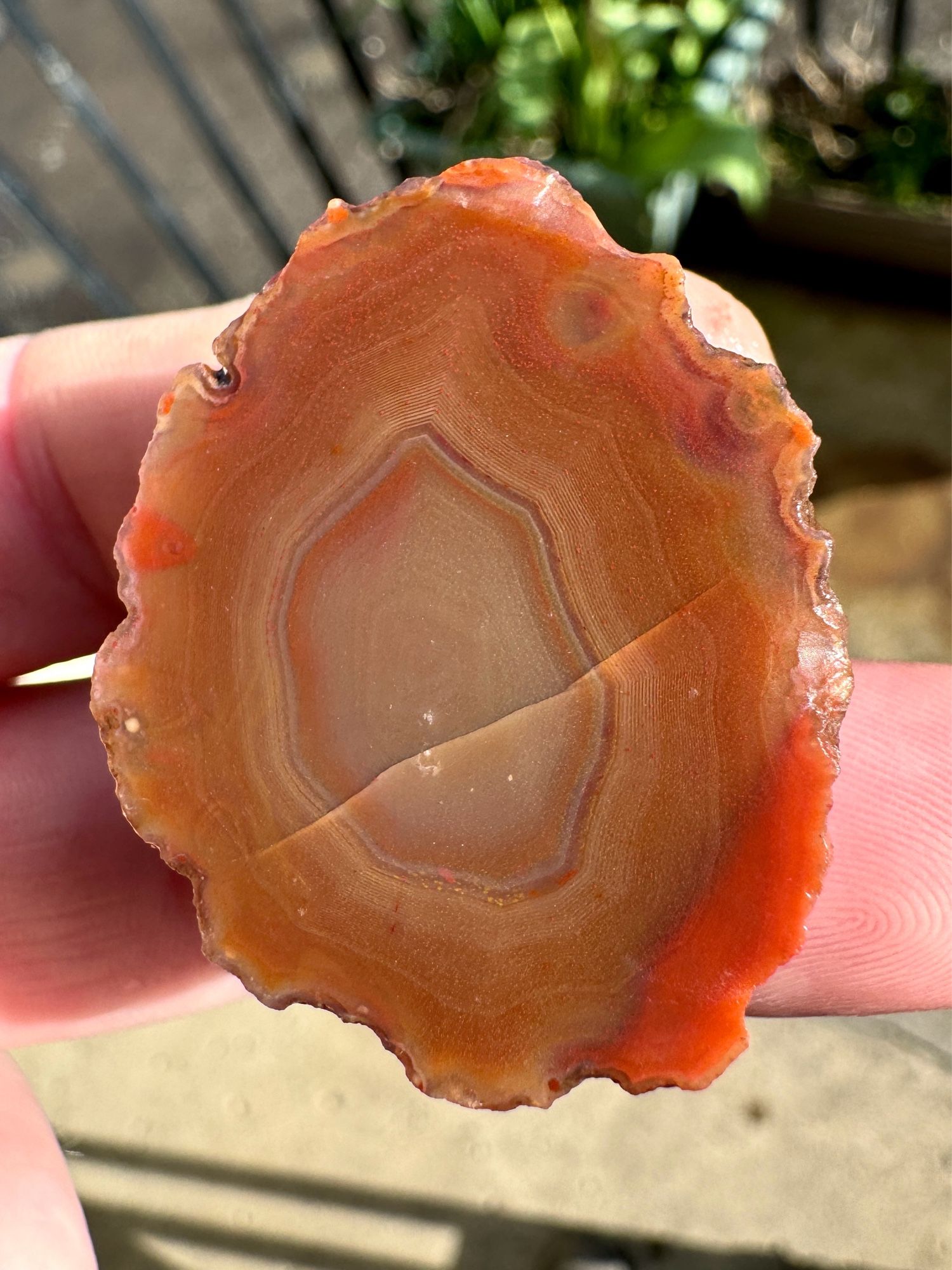 Photo of two fingers holding a piece of Scottish agate from Dunure showing a cut unpolished face. The agate displays concentric angular banding which resembles the fortification of a castle viewed from above. The bands are subtle and range in colour from red to orange, white and purpley. There is significant red coloured staining towards the outer edges due to haematite remobilisation, along with small red flecks of haematite scattered throughout.