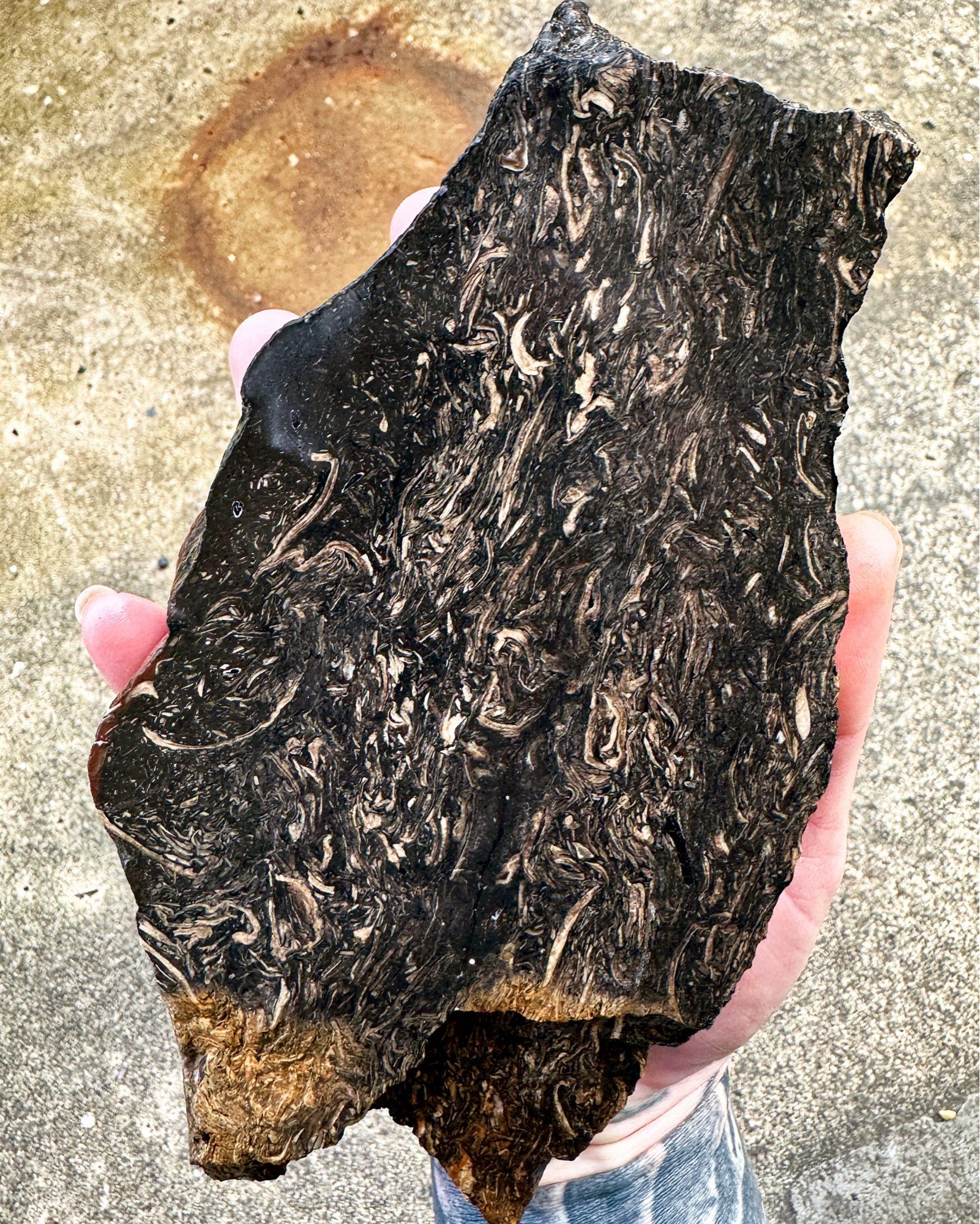 Photo of a hand holding a cut slice of upper Carboniferous mussel-band from the Scottish Coal Measures of Fife, roughly ~310 million years old. The rock is an ironstone (siderite) which is fine grained and black in colour (reddish brown when oxidised/weathered). There are an abundance of white fragments which are the disarticulated remains of non-marine Lamellibranch bivalves. The shells show grading and evidence of flow alignment, and occasionally show imbrication - suggesting they were deposited by a flow event, such as a flash flood, which may have carried the shells a considerable distance. The rock has been cut using a rock saw, and the bivalves appear at random orientations which creates interesting shapes and patterns in the rock. The white calcite of the shells contrasts well against the black matrix.