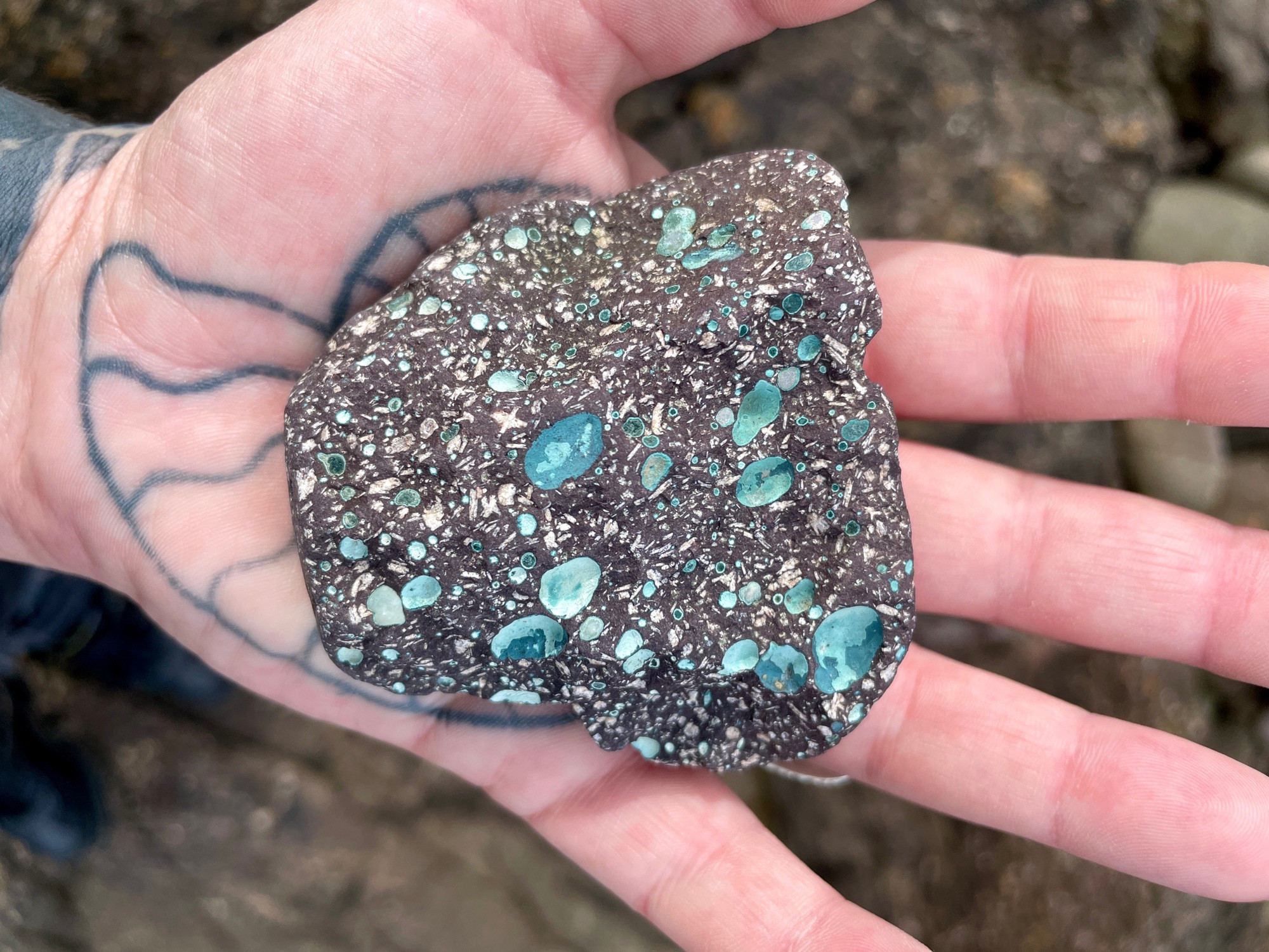 Landscape photo of a hand palm side up holding an irregularly shaped piece of Devonian andesite. The palm has a cross section of an ammonite tattooed on it. The rock is full of elongated holes (vesicles) which have been infilled with the greenish blue coloured mineral celadonite (amygdules). Around the amygdules are whiteish cream coloured lath shaped phenocrysts of feldspar. The main ground mass (matrix) of the rock is a dark brownish purple colour. The vesicles form when magmas contain dissolved gas. The gas forms bubbles in the magma when the pressure is released on eruption and these bubbles  can end up trapped in the solidified rock. Phenocrysts are formed through different stages of cooling - slow cooling allows larger crystals to form then rapid cooling results in fine-grained ground mass. The amygdules form after the rock has been emplaced, groundwater and/or hydrothermal solutions pass through the rock depositing crystals in the voids which gradually fill up with minerals.