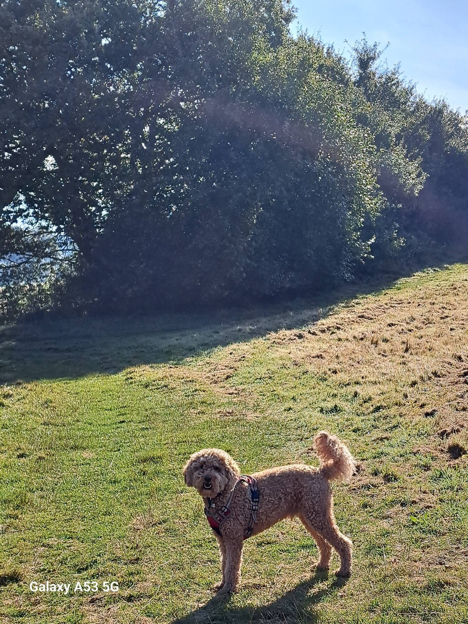 A labradoodle enjoying a courtyard walk in the sunshine