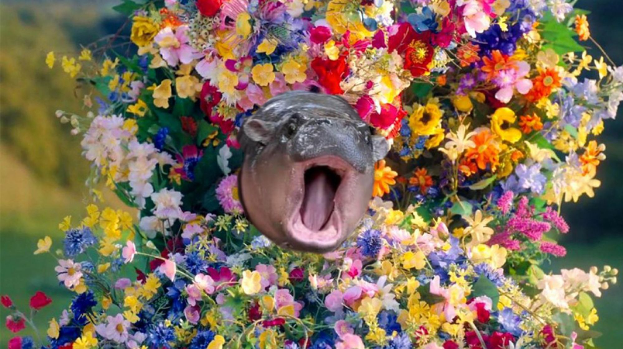 Moo Deng superimposed on top of Florence Pugh's crying face in Midsommar. She's surrounded by a dress and crown of flowers