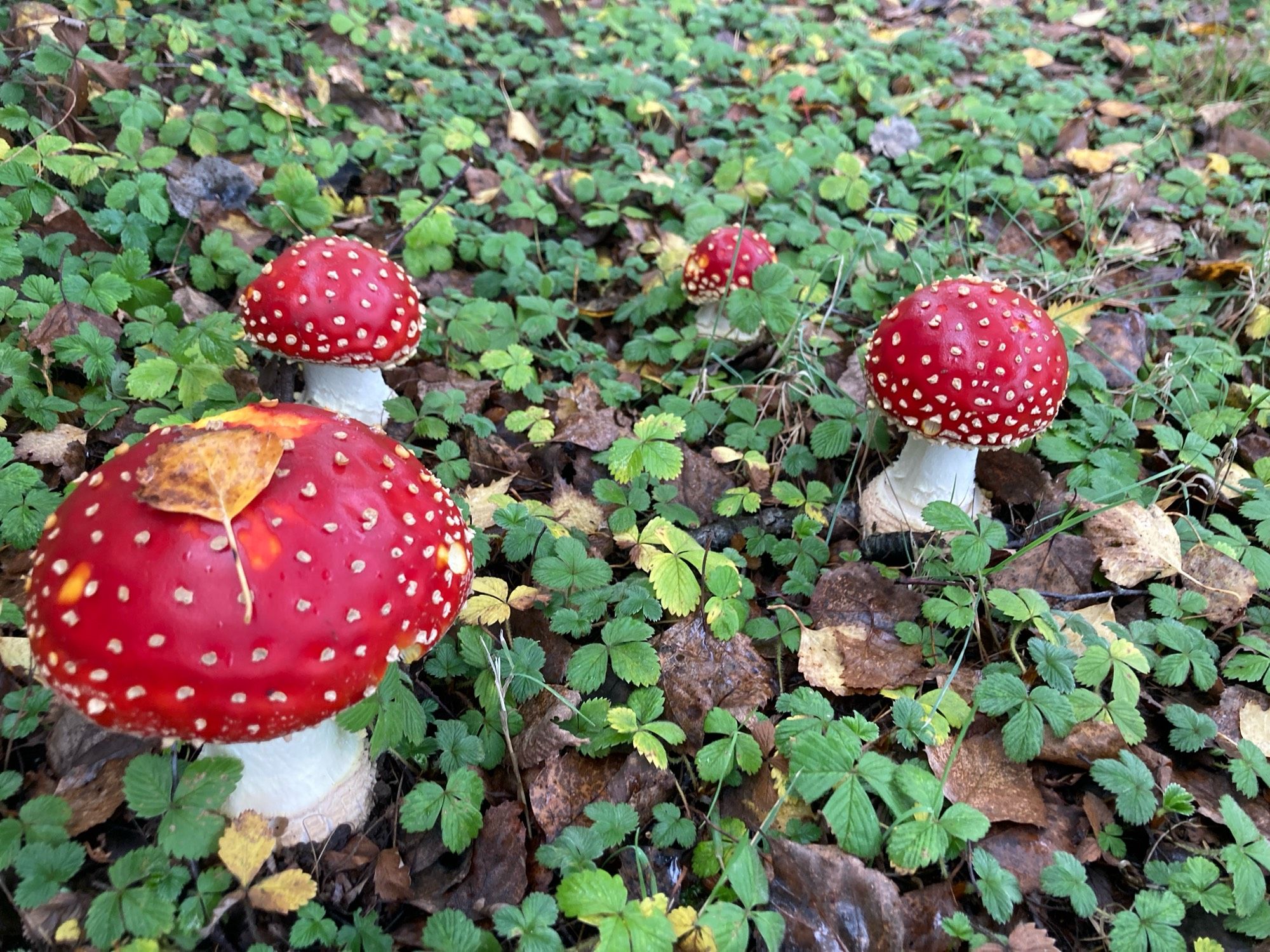 Eine kleine Gruppe von Fliegenpilzen wächst auf einer Wiese