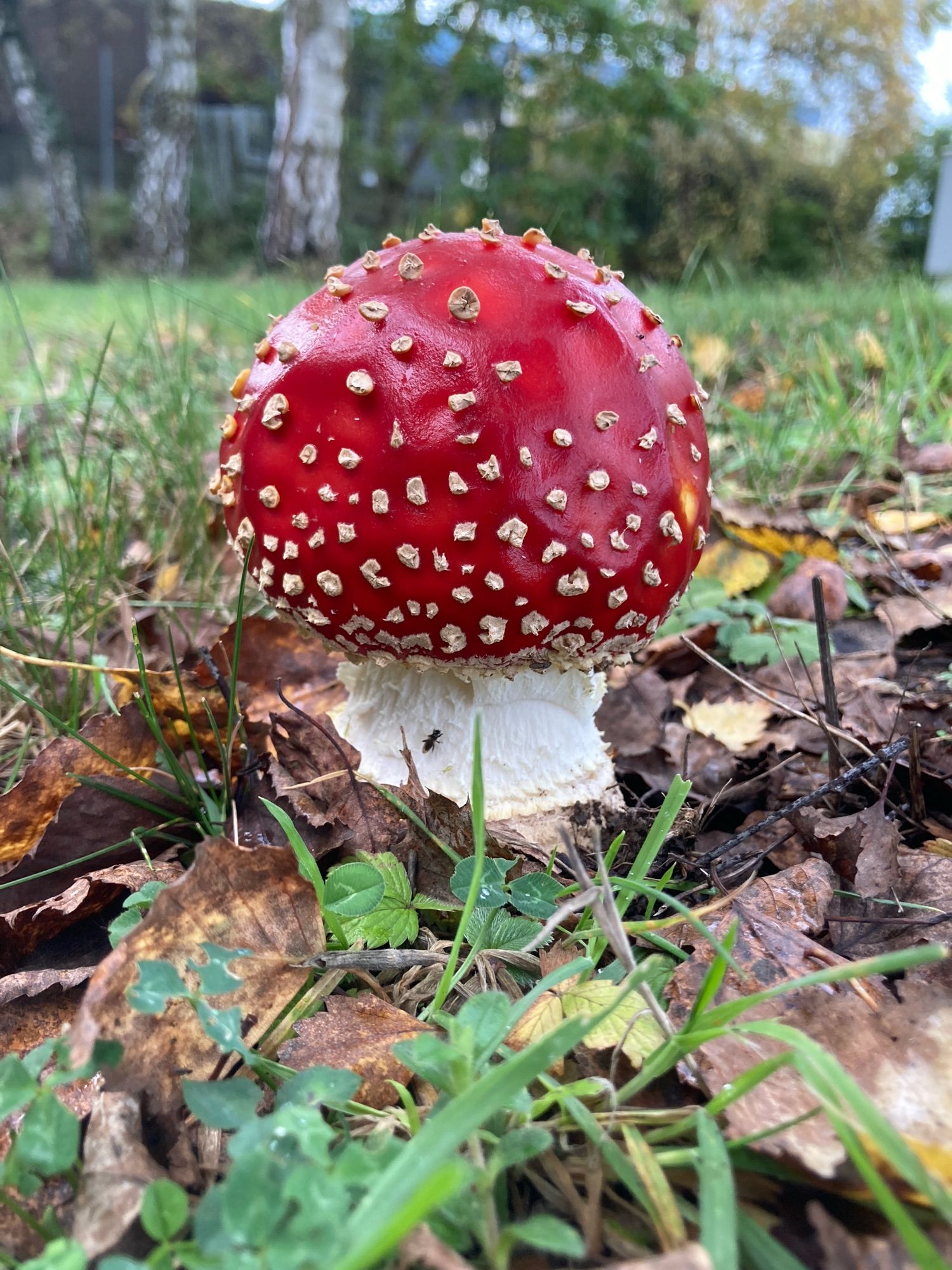 Ein Fliegenpilz mit rundem Hut wächst auf einer Wiese