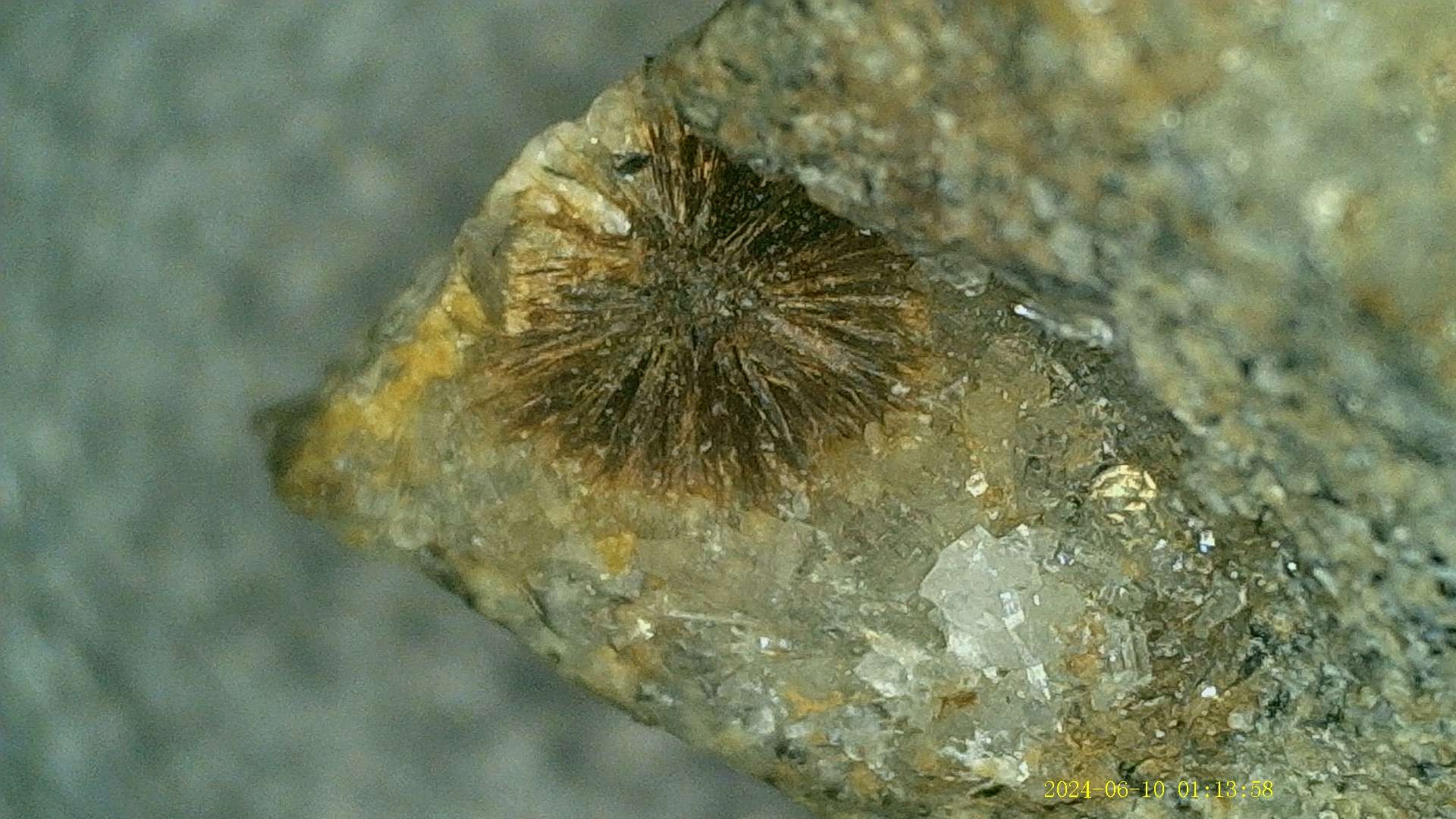 Light brown Tuperssuatsiaite crystals in clear Natrolite