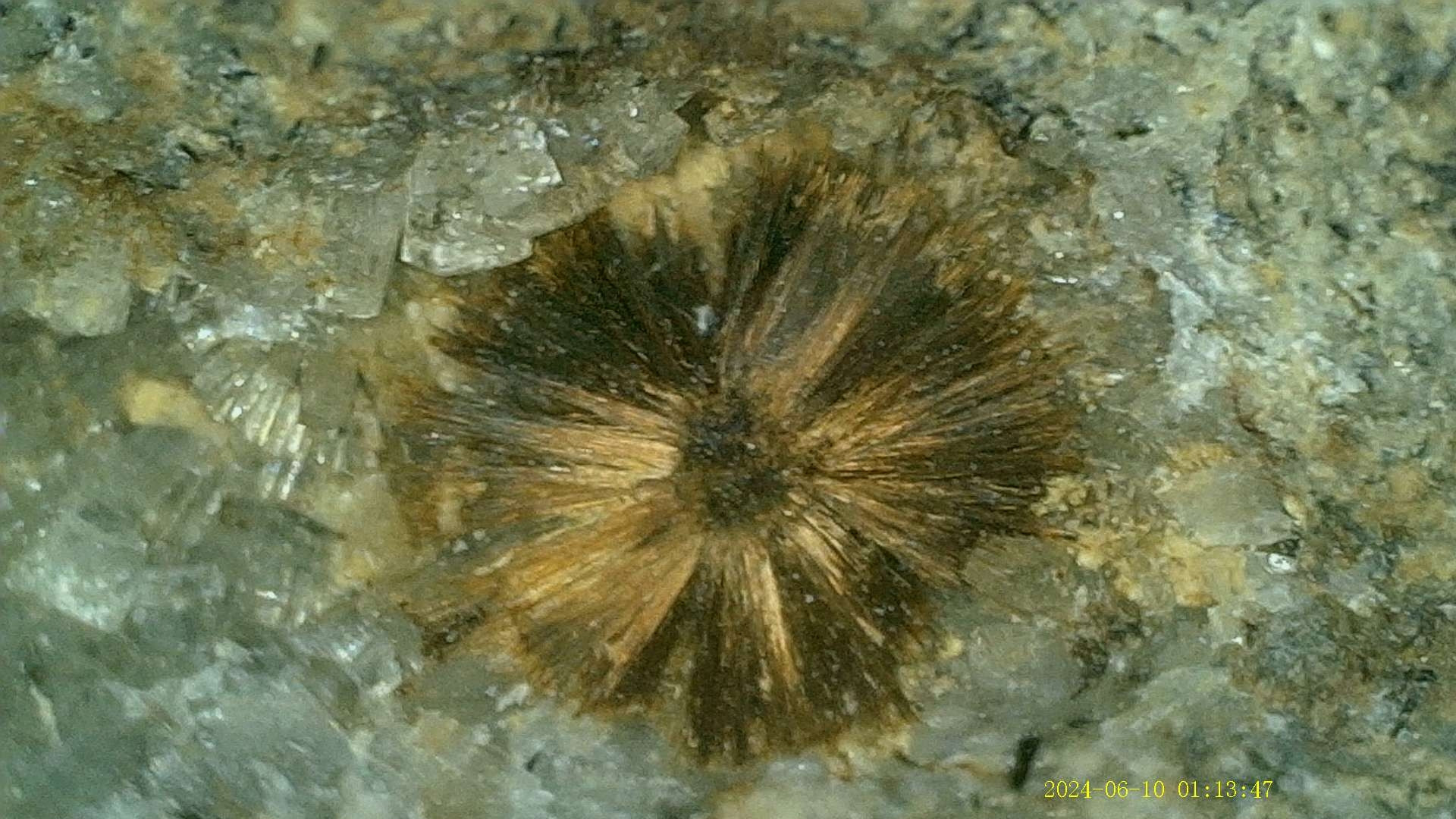 Light brown Tuperssuatsiaite crystals in clear Natrolite