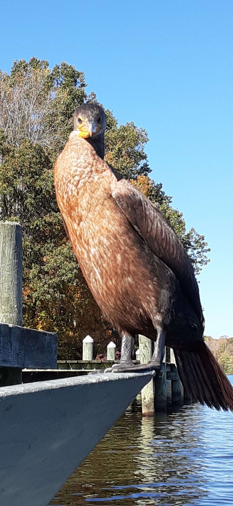 a black cormorant perched on the edge of a john boat