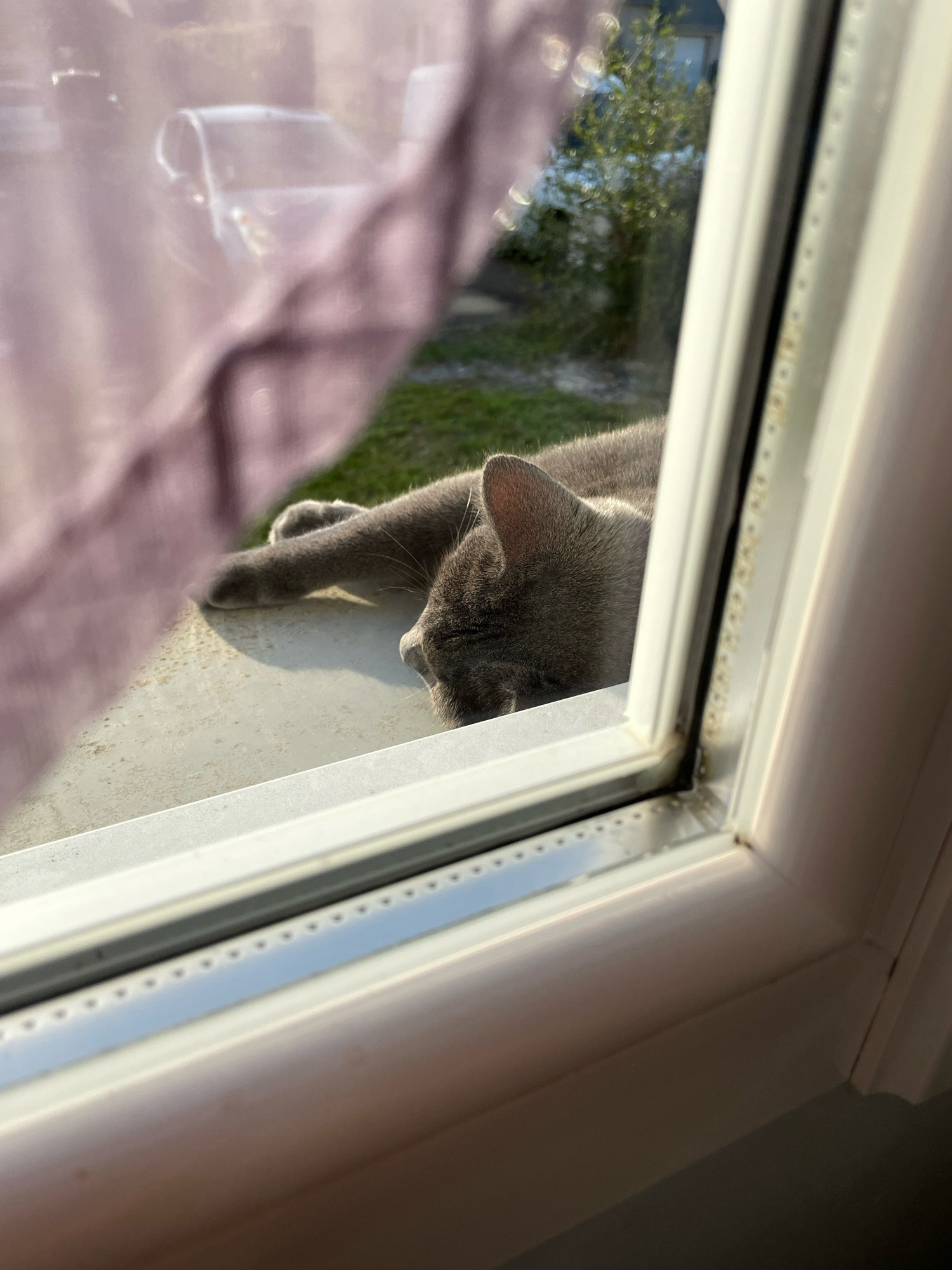 Un chat gris dors sur un rebord de fenêtre au soleil.