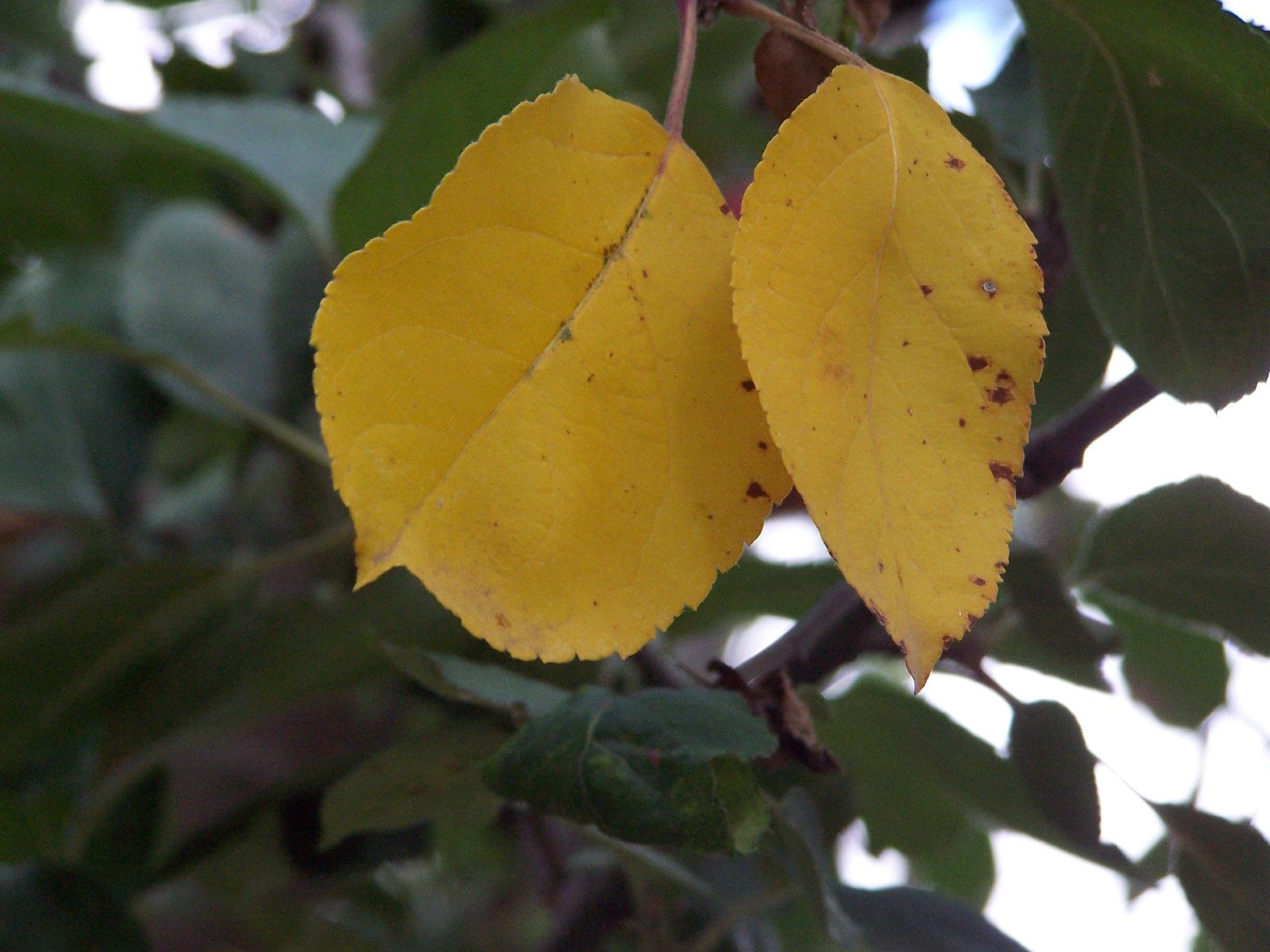 A couple bright yellow leaves stand out against the dark branches and green leaves not yet turned.