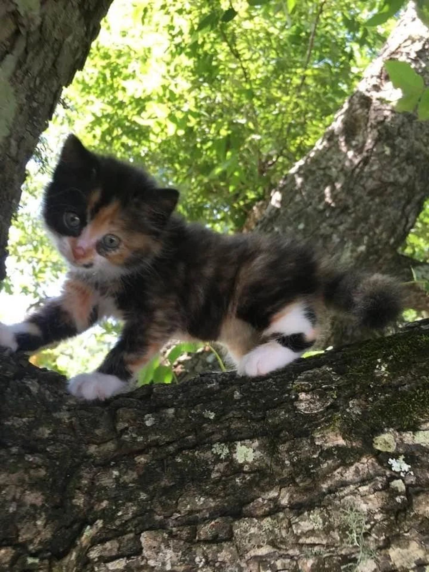 Potichaton tricolore, sur la branche d'un arbre, qui nous regarde