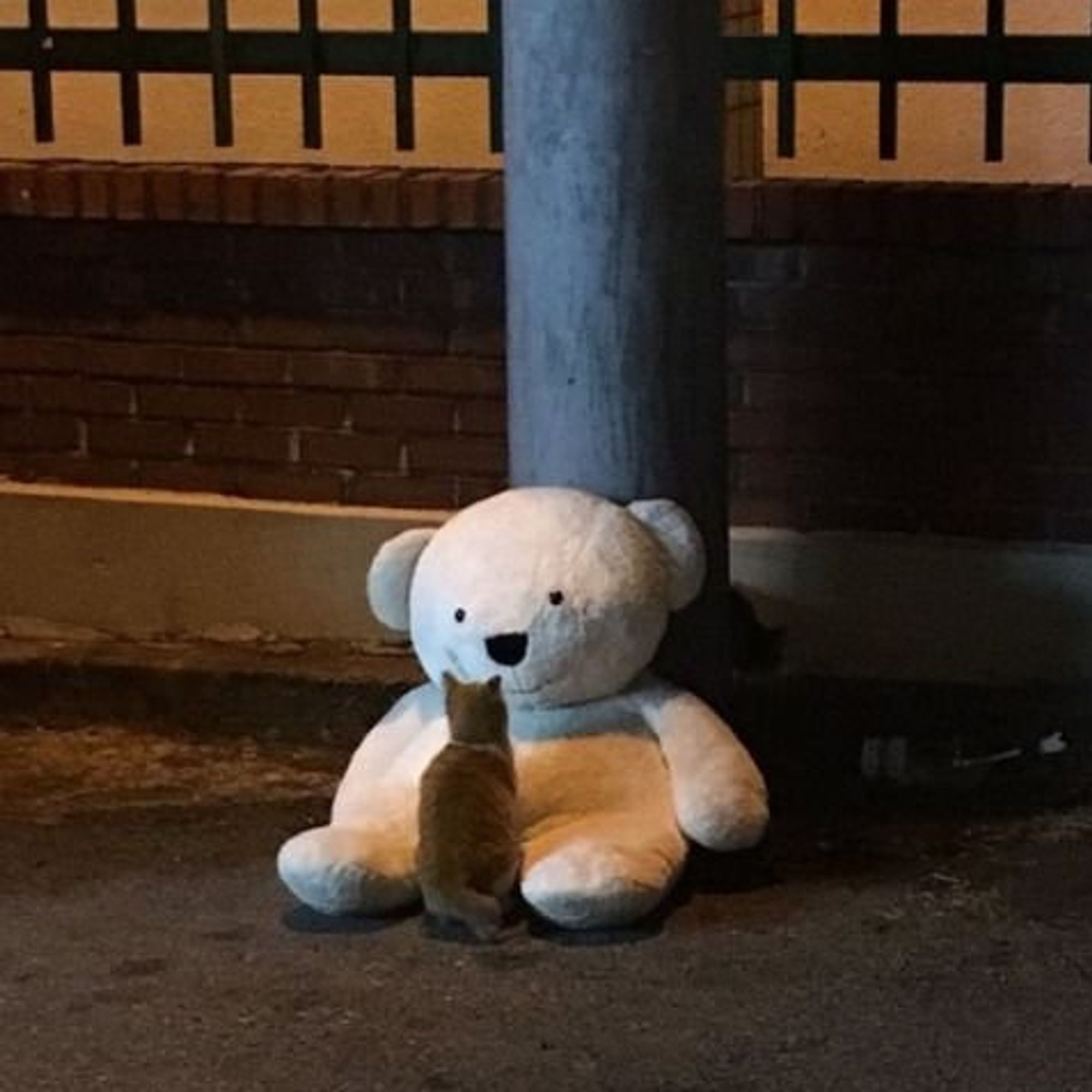 Dans une rue
Un potichat roux regarde un très gros nounours en peluche adossé à un poteau