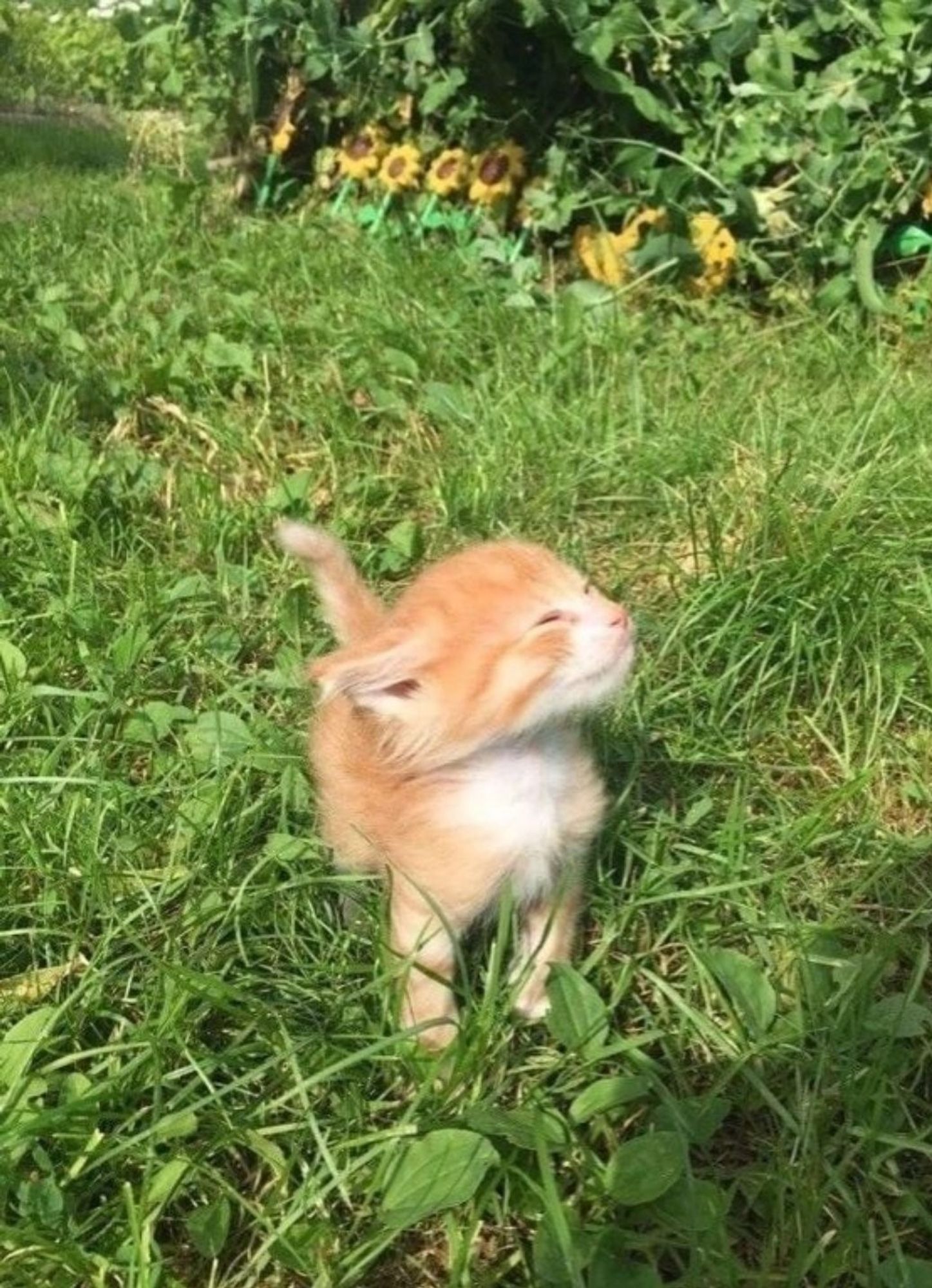 Potichaton roux sur l'herbe
sa tête tourné vers le soleil 
air heureux