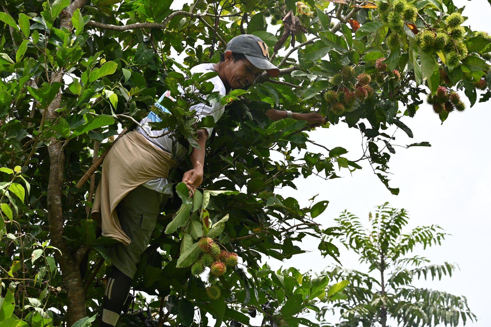 Capturing Ecology Regenerative Agriculture Winner: Fruit trees for future forests. Lindsay Banin. The picture shows an impromptu harvest of some rambutan fruits to accompany lunch in a social forestry area in Sumatra.