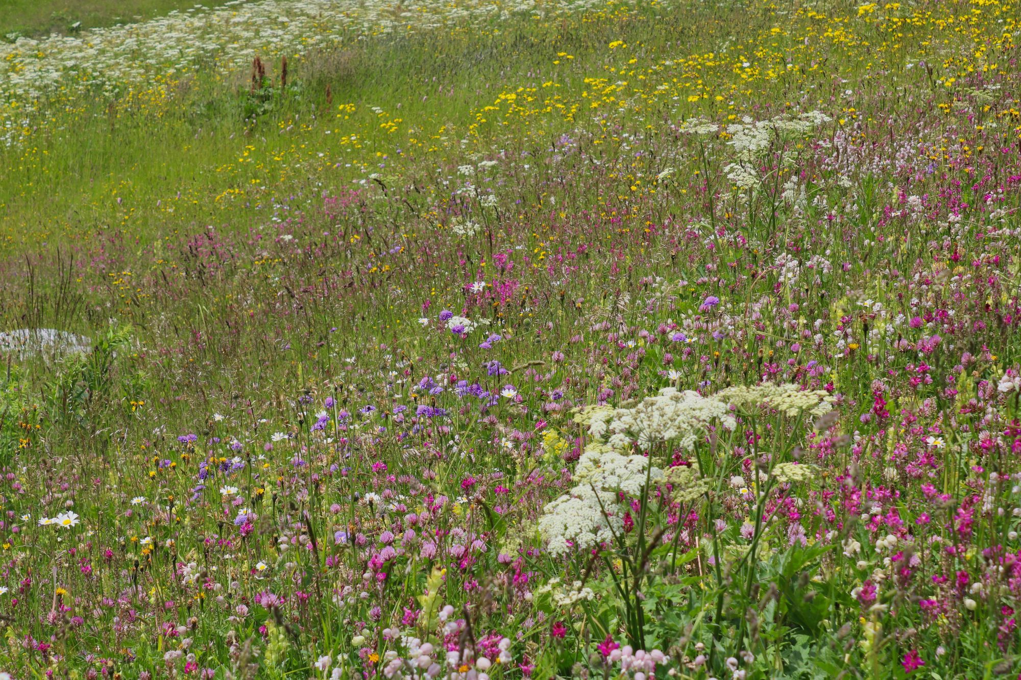 Capturing Ecology Regenerative Agriculture Student Winner: Hay Meadow in the Swiss Alps. Juliet Turner. A biodiverse flowering meadow.