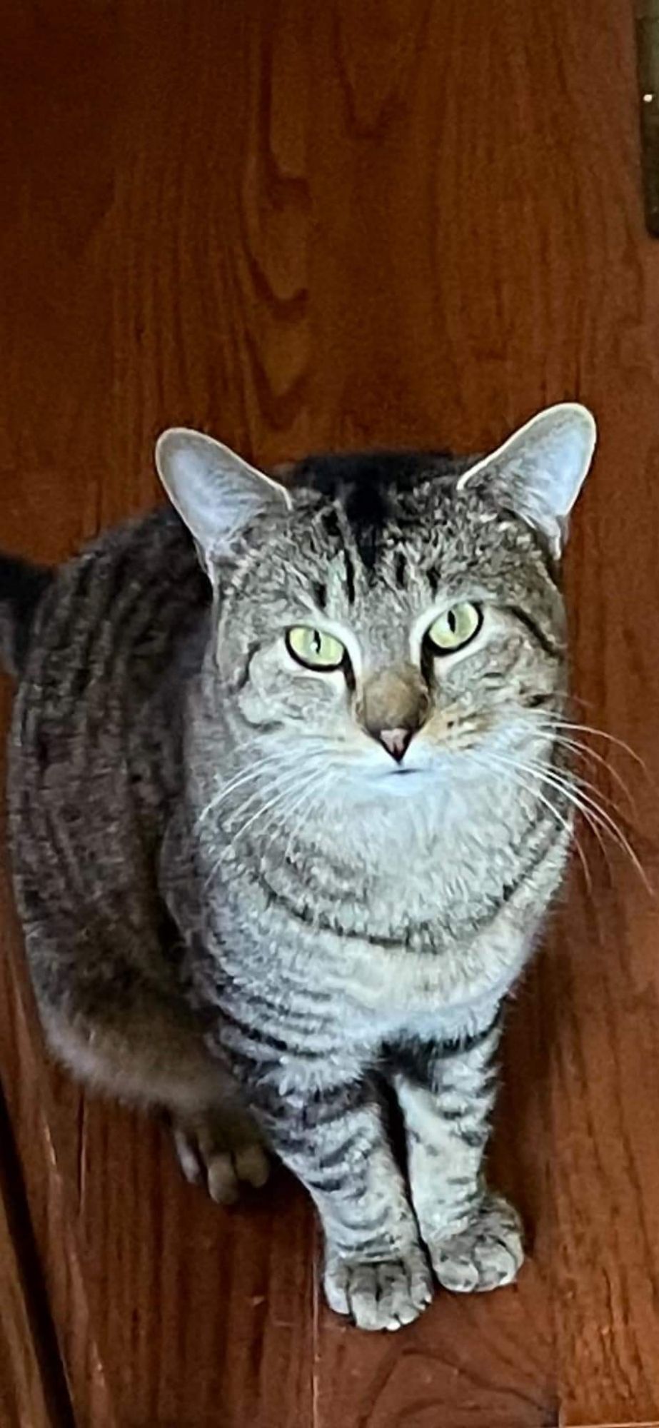 Grey and white tabby cat sitting on a hardwood floor, looking dead into your eyes.