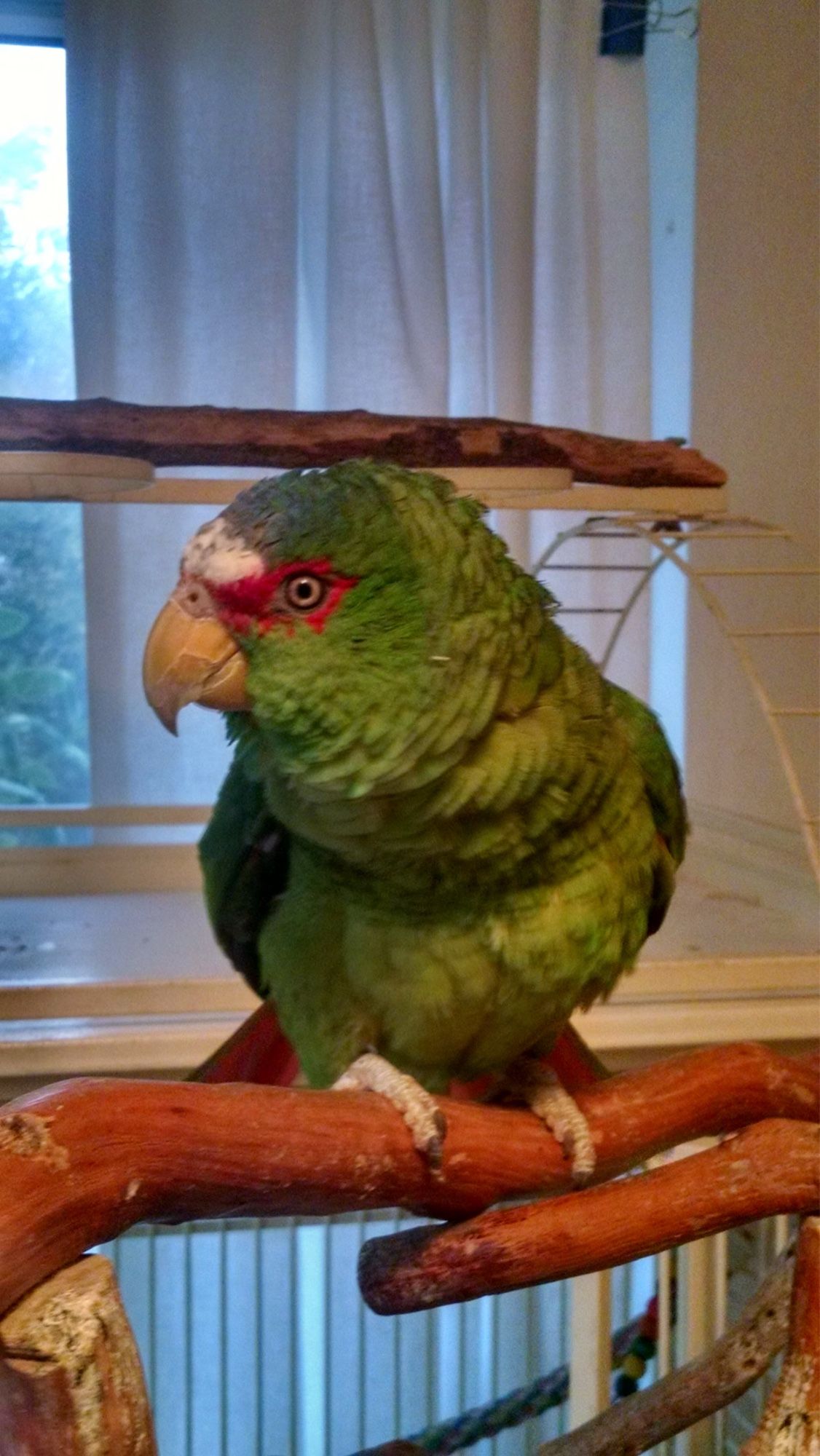 White-fronted Amazon with a green body, red face marking that looks like a scarlet mask, and white forehead stripe. She’s peering at the camera wondering what I’m doing with that thing and whether she can bite it.