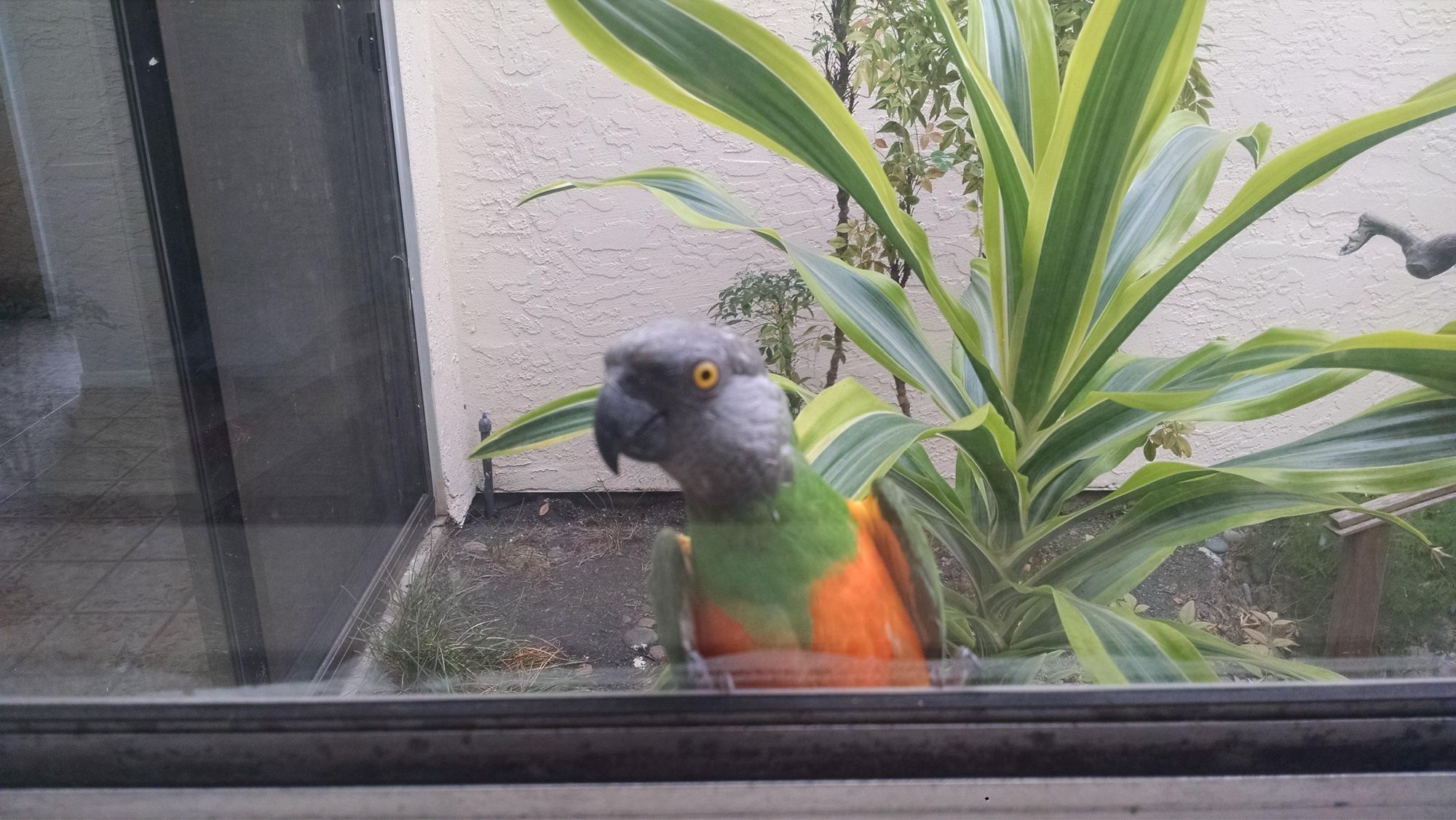 Senegal parrot with a gray head, green body, and bright orange breast peering intently through a glass window from an atrium.