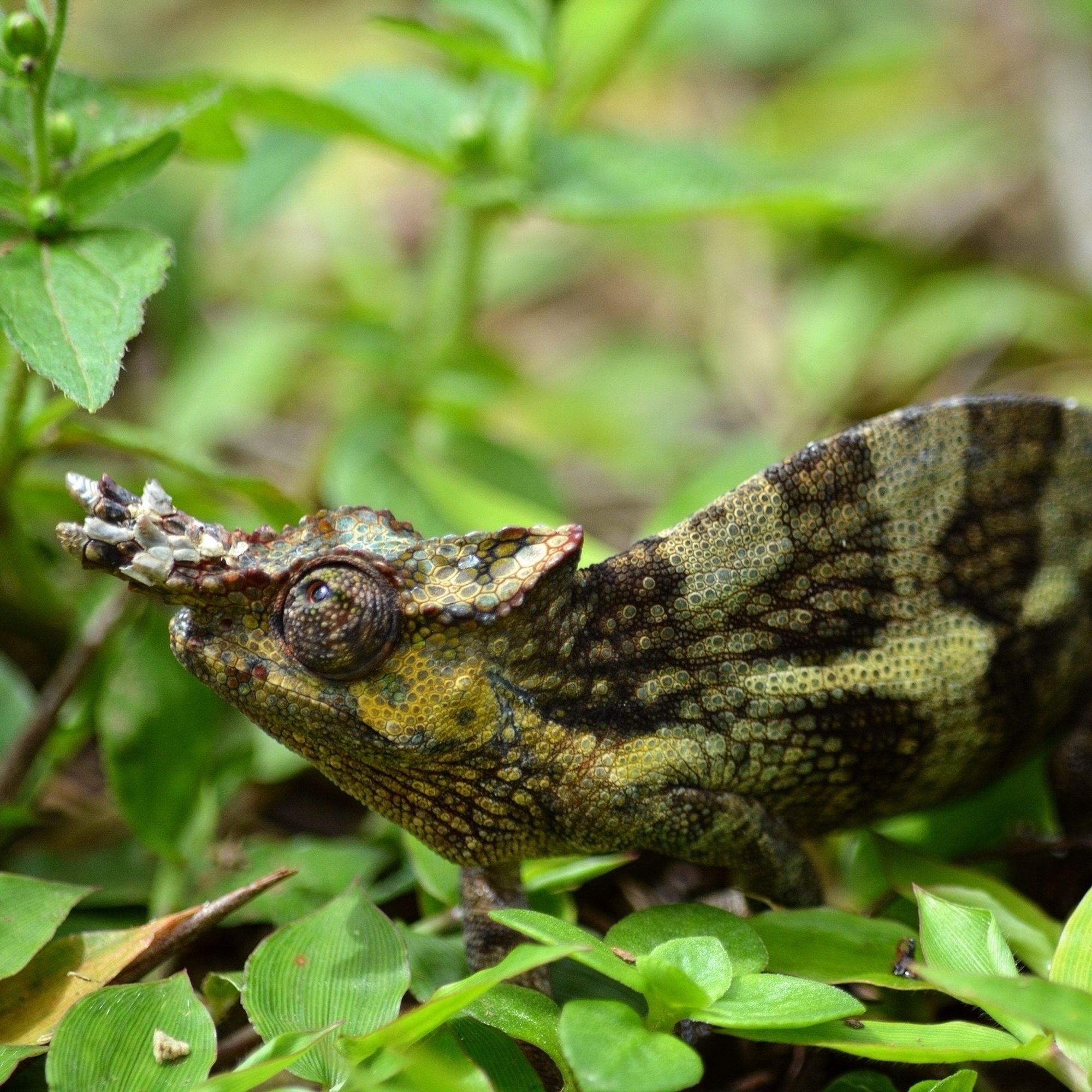 Photo of a Kilimanjaro Two-Horned Chameleon amongst green leaves