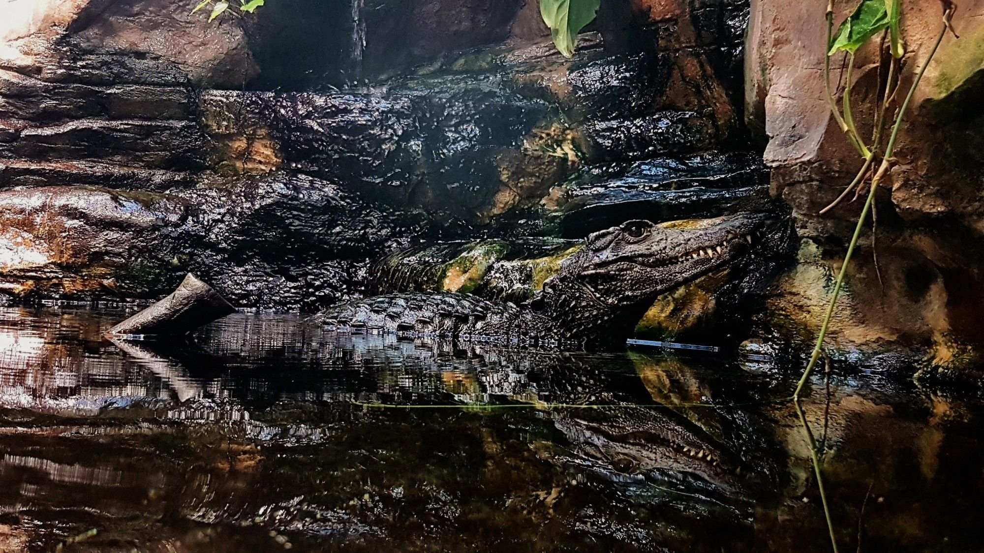 Farbfoto im Querformat: Blick in ein Wasserbecken in einem Zoo. In dem Wasser liegt ein Krokodil oder Alligator vor einem felsigen Hintergrund. Es schaut nach rechts. Man sieht seine spitzen Zähne, aber das Maul ist geschlossen. Die Farbe und die Struktur des Krokodils sehen ähnlich aus wie der felsige, dunkle Hintergrund. Das Krokodil spiegelt sich im Wasser. Rechts einige hellere Felsen und eine Pflanze, die bis ins Wasser hängt.