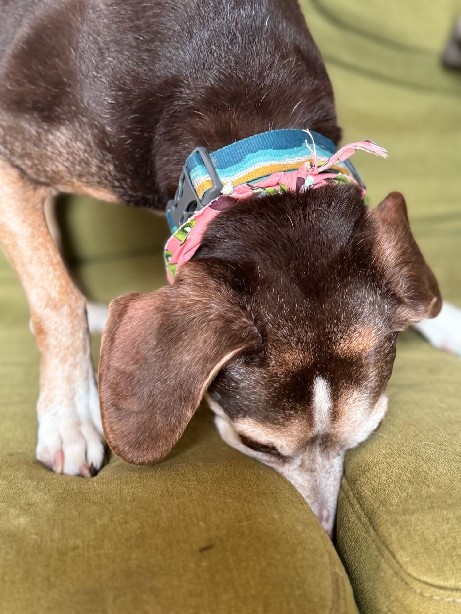 A beagle mix with his snout in between two sofa cushions.