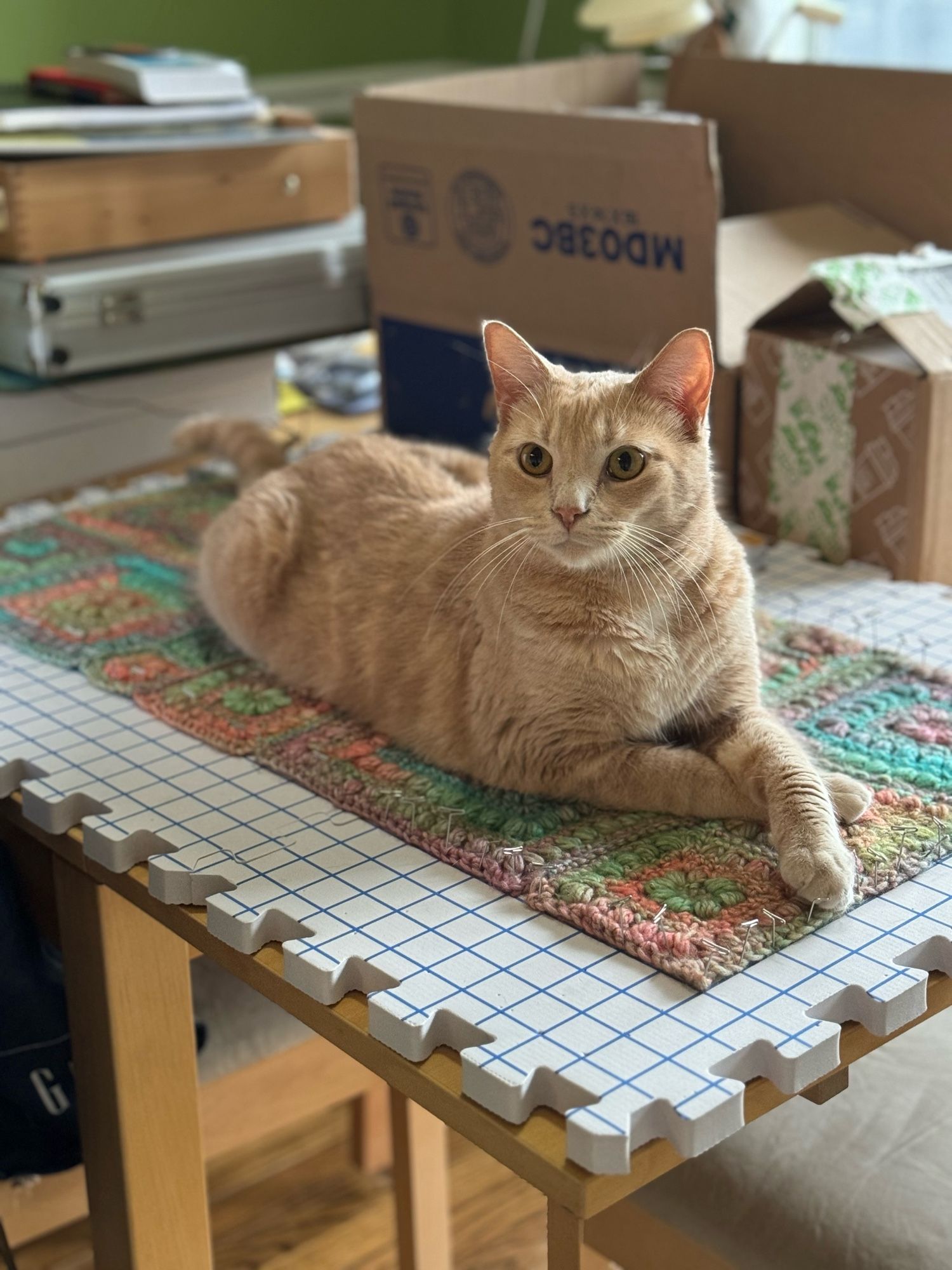 A buff tabby cat lying on a piece of fabric.