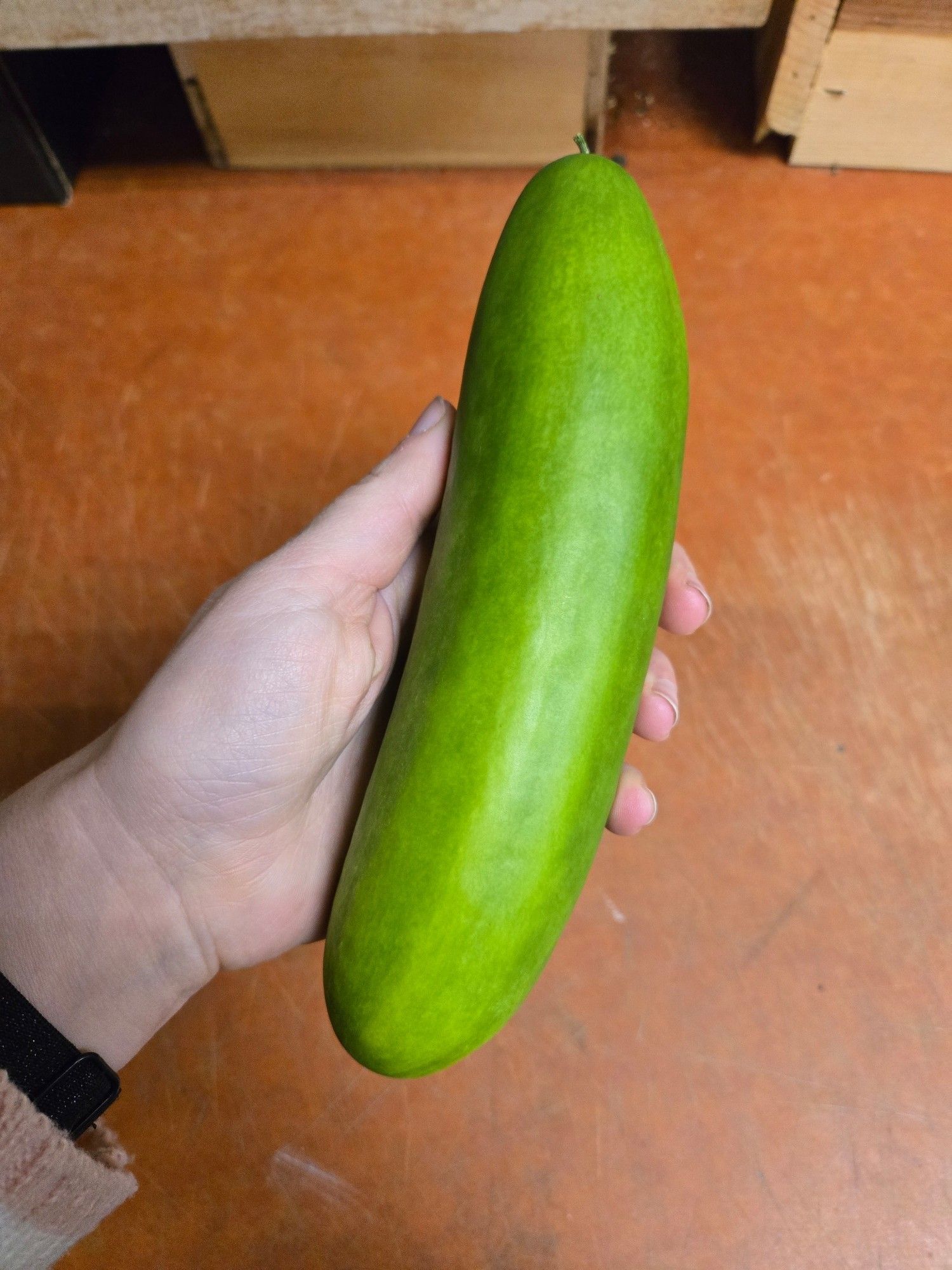 My hand holding an eerily smooth cucumber over a brown cutting board countertop

everything is horrifying