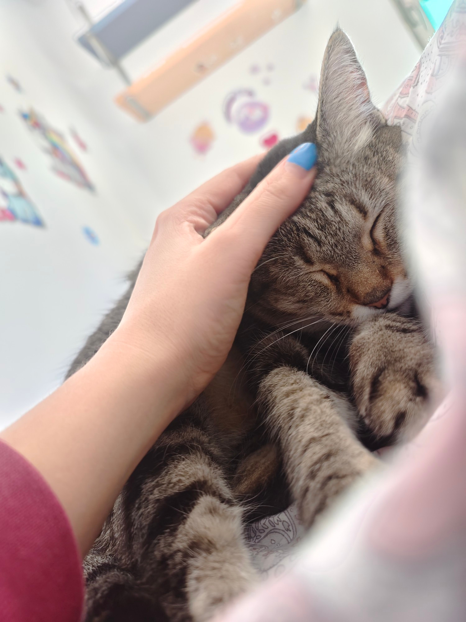 Gata dormida feliz a mi lado en la cama infantil que hay en la habitaciòn de invitados con las paredes llenas de pegatinas infantiles de hadas y unicornios porque èl propietario del piso tenìa esta habita para sus hijas 🤣