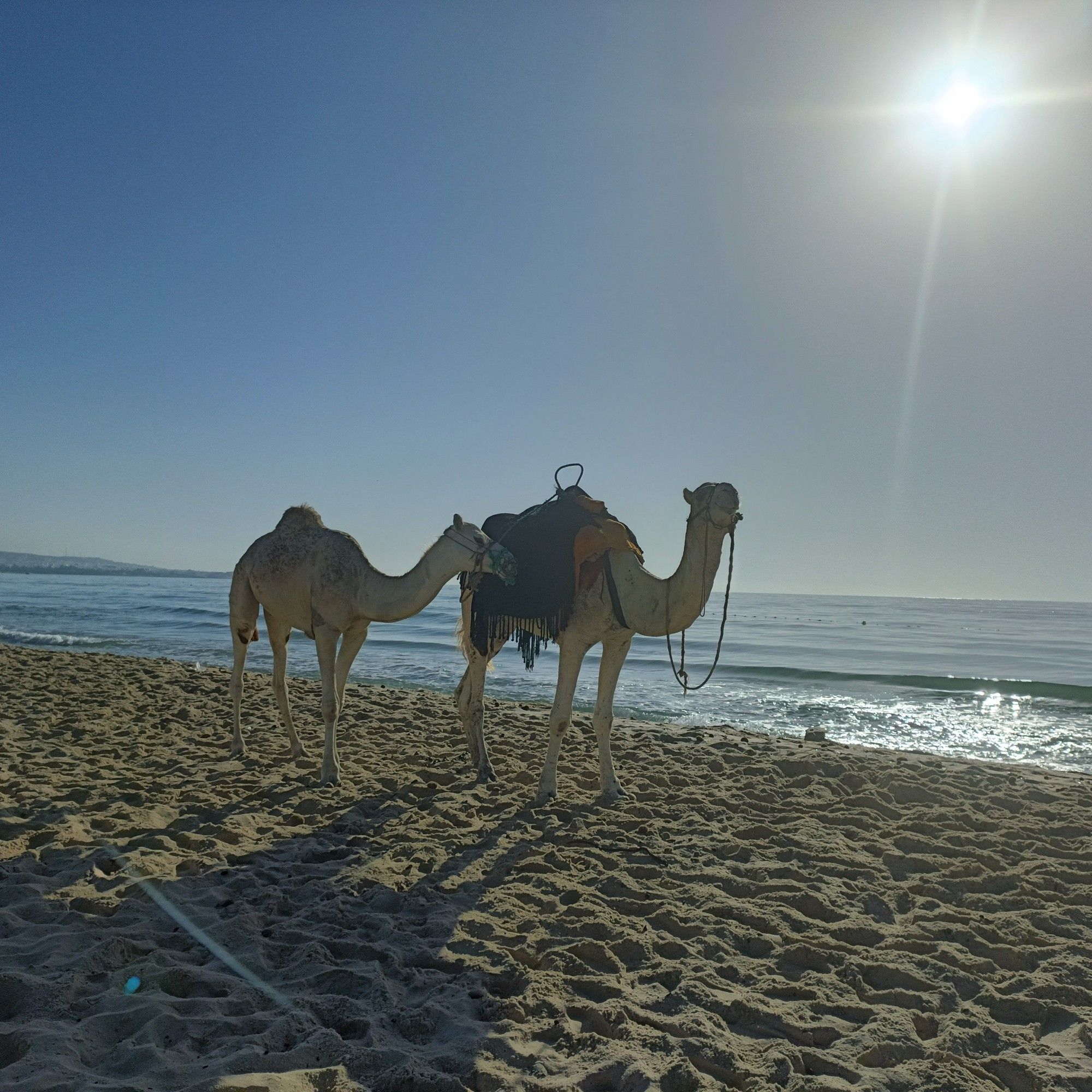 Two camels on a sandy beach with the sea and sun in the background