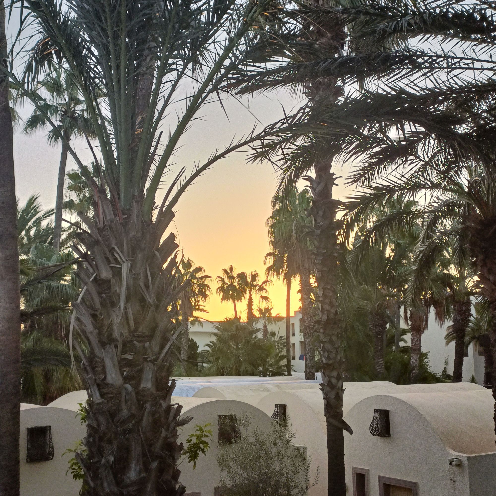 Sunrise between palm trees and some low bungalows