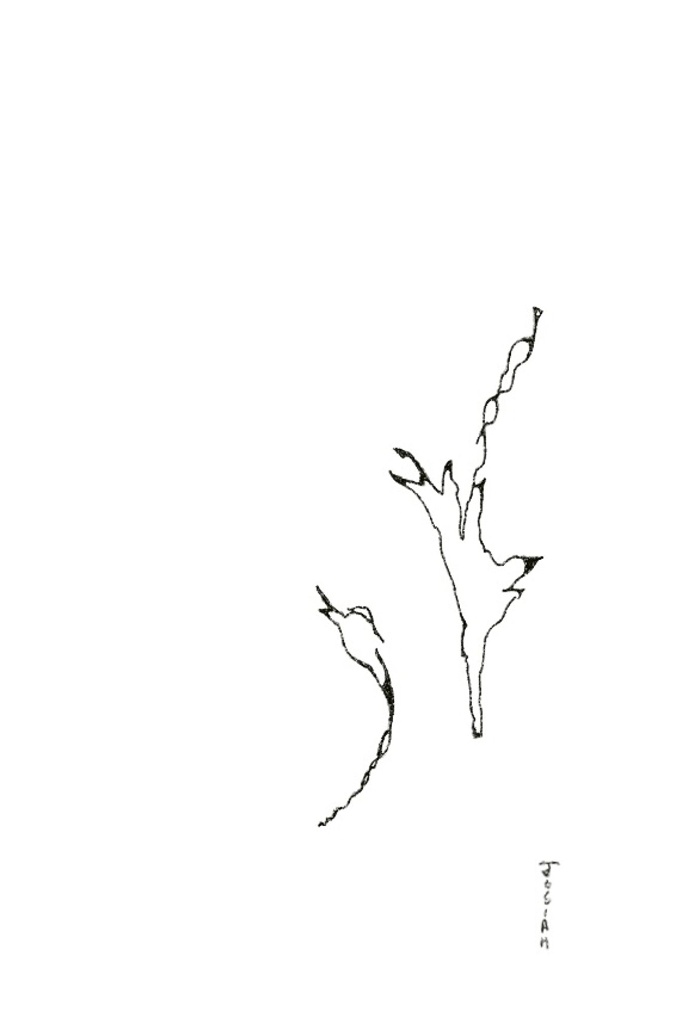 abstract line drawing of blossoms