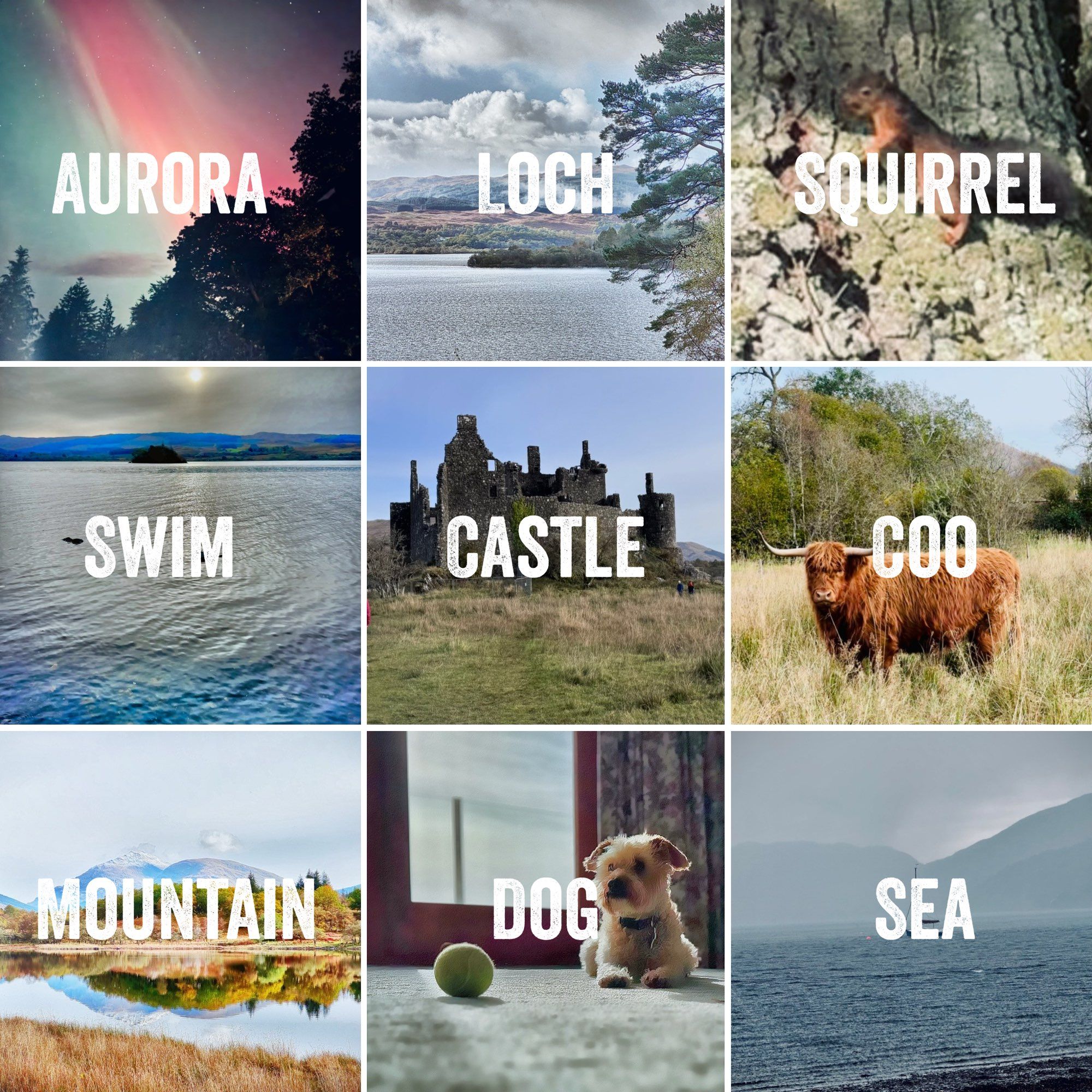 9 photos titled - Aurora, loch, squirrel, swim, castle, coo, mountain, dog and sea