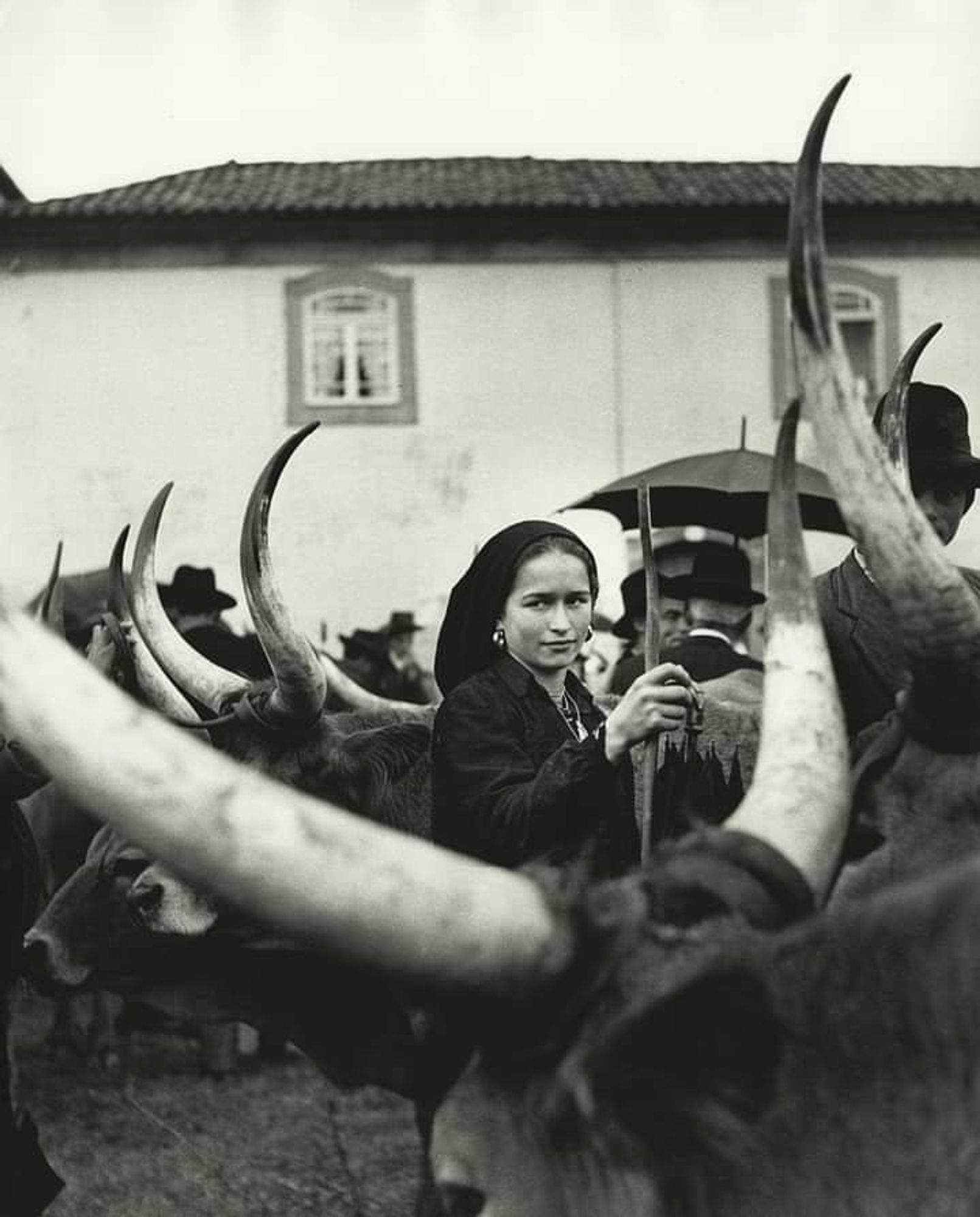 Black and white photograph of a woman a good in her hand frame by lots of longhorns of cattle all around her she has a curious expression on her face sort of purse lips and it brow looking off to the side as though one of the oxen just told the joke that wasn't very funny