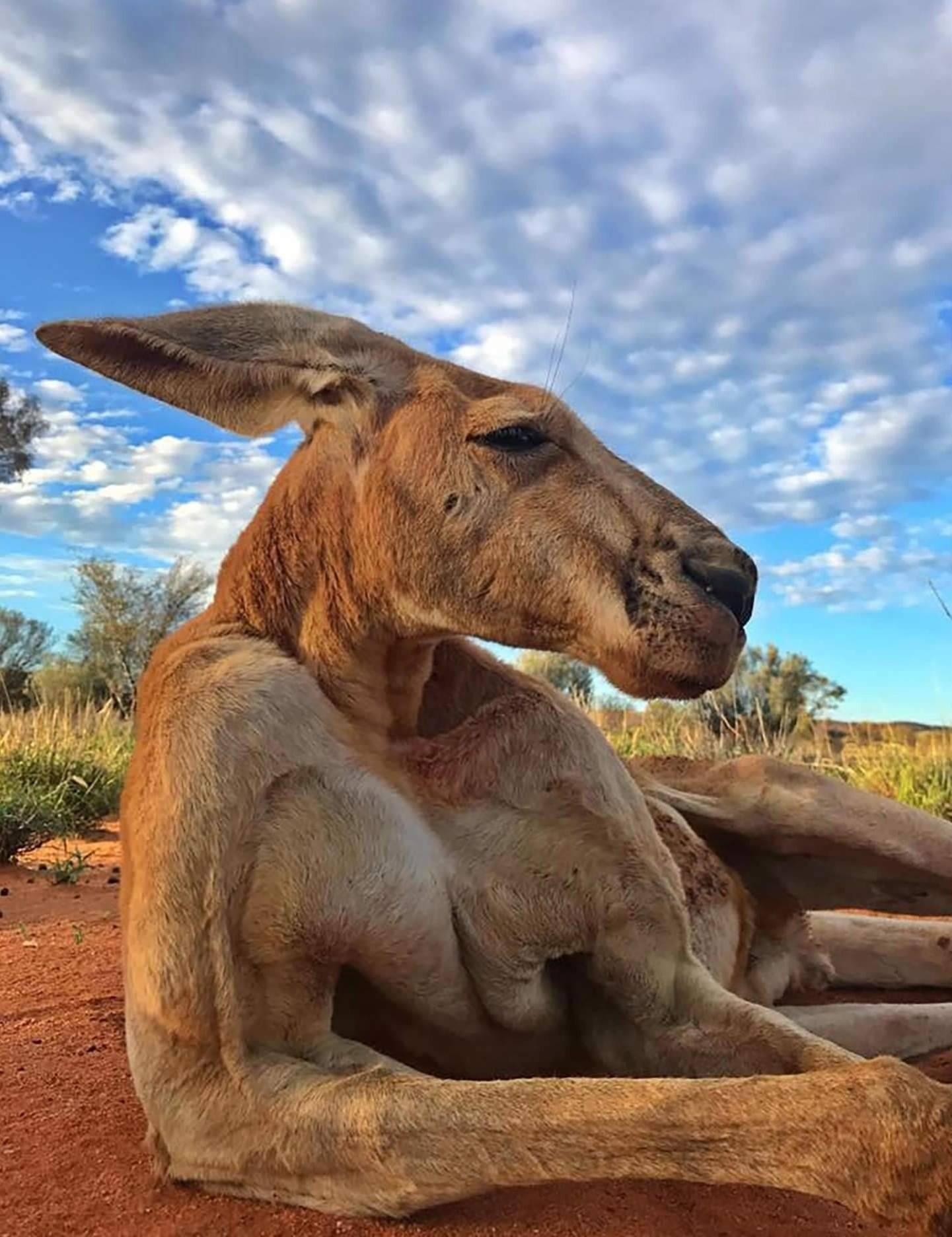 Photograph of a kangaroo lying on its side in red Earth against a beautiful sky close-up view and the kangaroo looks just incredibly muscular as they so often do in close up