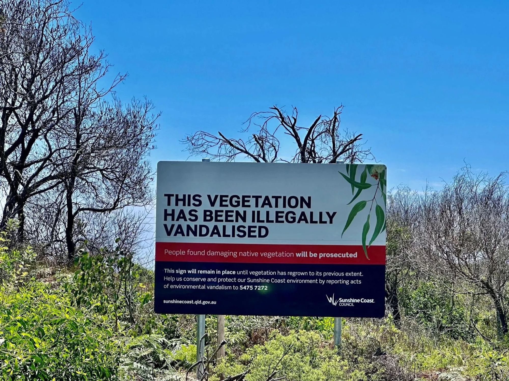 Billboard with scrubby trees around it says this vegetation has been illegally vandalized people found damaging native vegetation will be prosecuted the sign will remain in place if your vagination has were grown to the previous extent