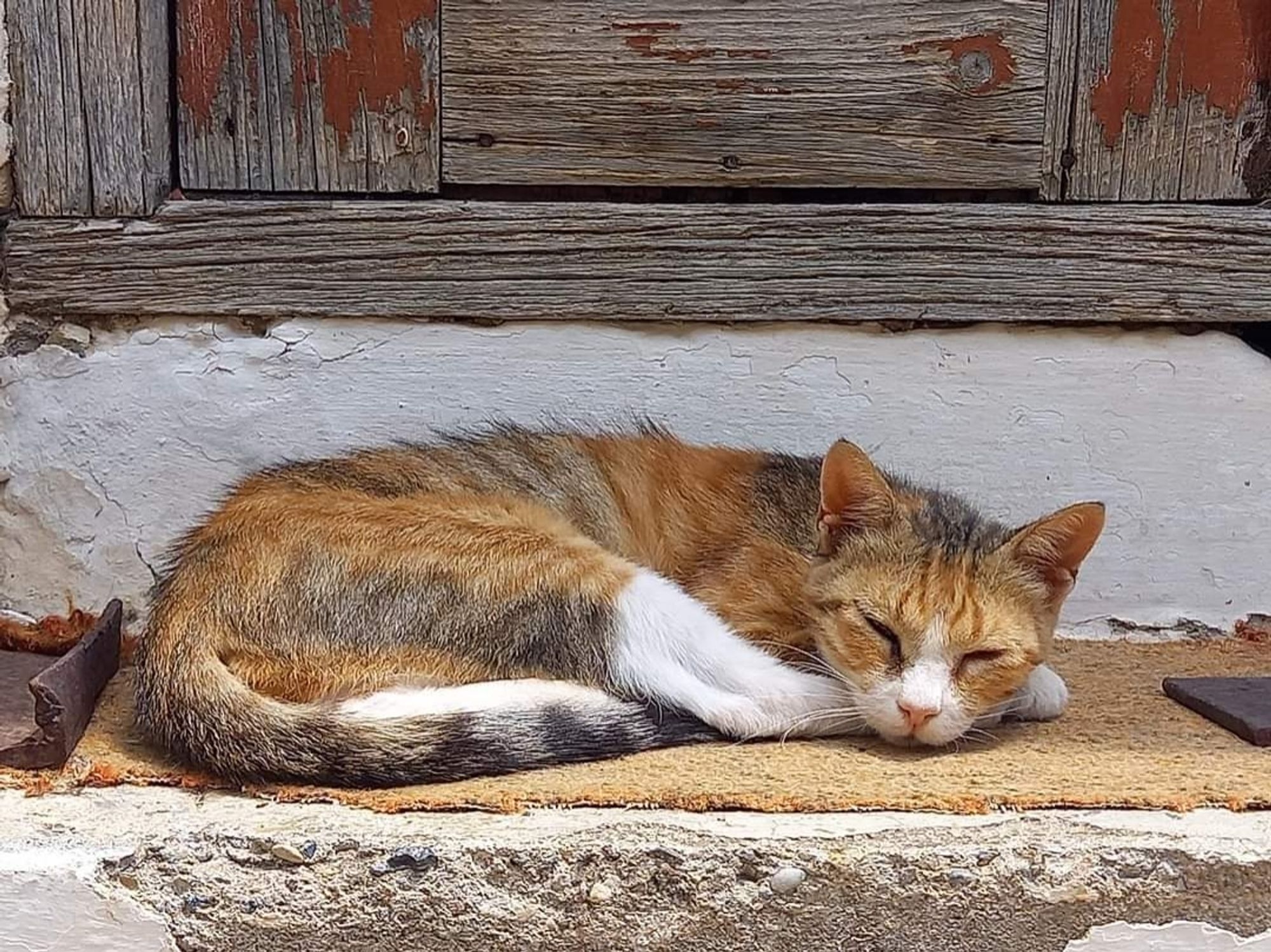 Cat (ginger and grey) sleeping on a doorstep.