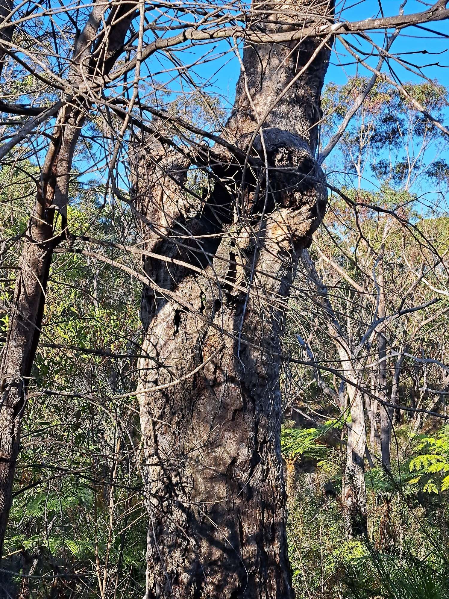 Baum mit Buntwaran in den Nationalparks von Sydney