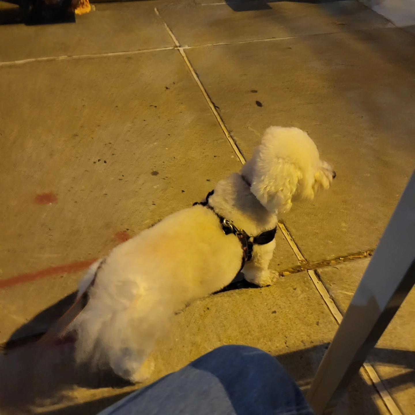 Murf outdoors at his second-favorite place, Lloyd's Whiskey Bar.