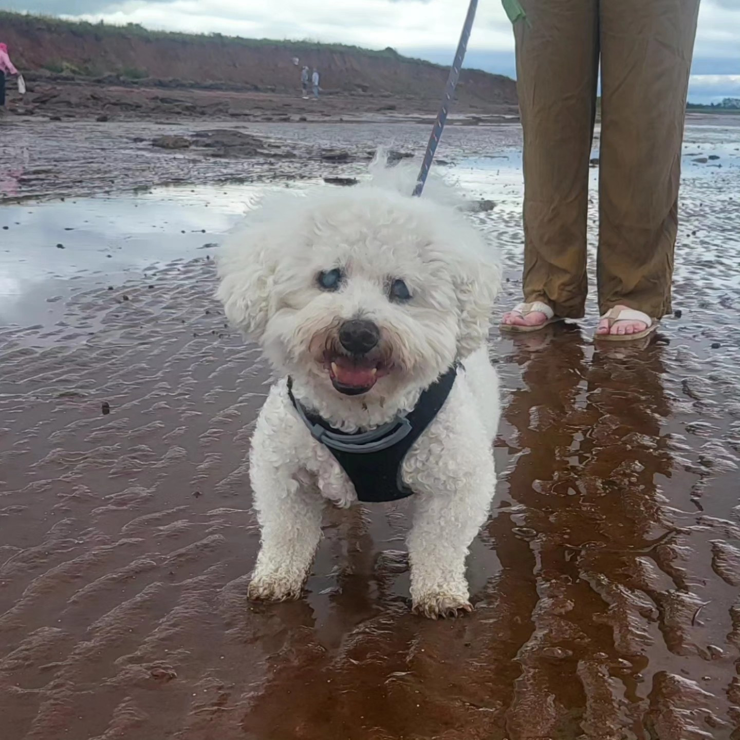 Murf on the beach of Prince Edward Island this summer.