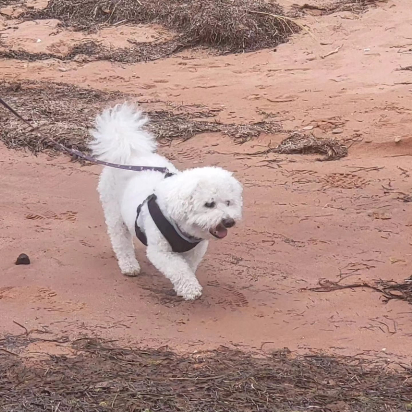Murf on the beach of Prince Edward Island this summer.