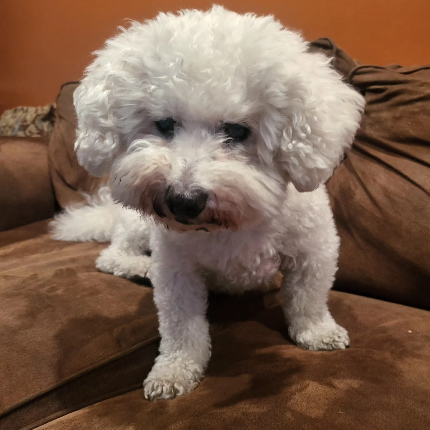 Murf the blind bichon on his 15th birthday.