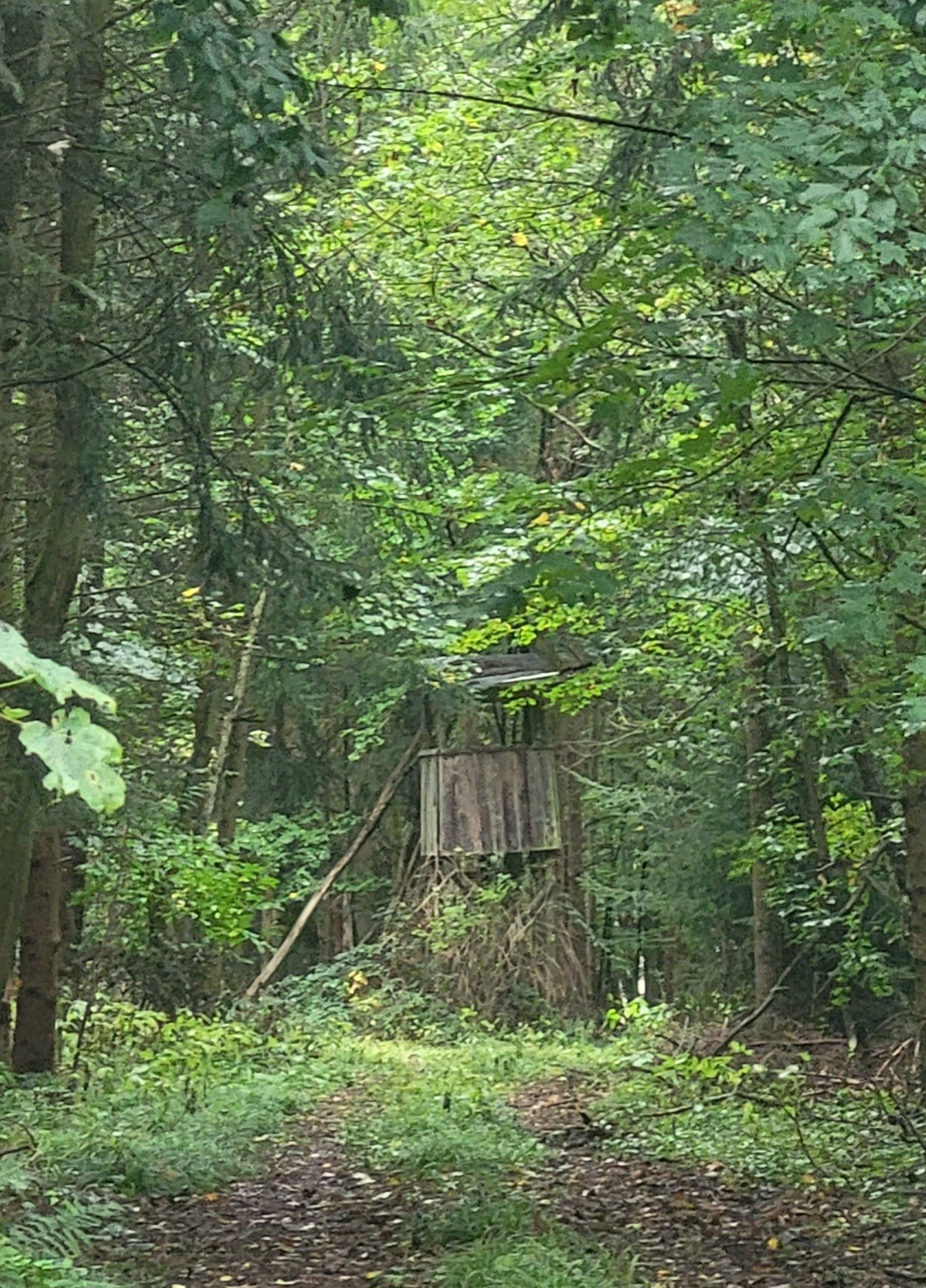 Das Bild zeigt eine Szene in einem dichten Wald, der von üppigem Grün und hohen Bäumen geprägt ist. In der Mitte befindet sich eine alte, rustikale Holzkonstruktion, die wie ein Holzhütte oder ein Hochsitz aussieht. Diese ist erhöht und auf Stelzen gebaut, wodurch sie gut in die natürliche Umgebung integriert ist. Der Waldboden ist mit Gras, Blättern und einem schmalen Pfad bedeckt, der in Richtung der Konstruktion führt. Die Atmosphäre wirkt ruhig und schattig aufgrund des dichten Blätterdachs der Bäume. Insgesamt vermittelt das Bild ein Gefühl von Natur und Abgeschiedenheit.