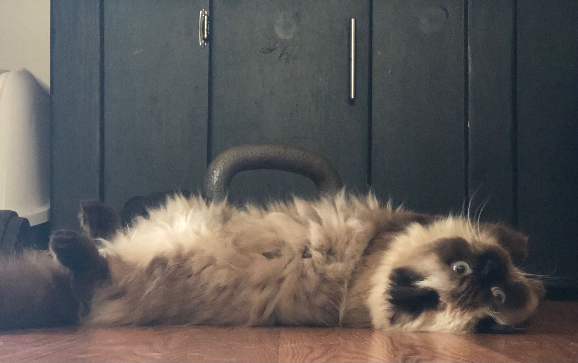 Extremely adorable tiny cat with chocolate and cream coloring like a Siamese and long silky fur. She is now laying on her back with her paws in the air and staring at the camera upside down.